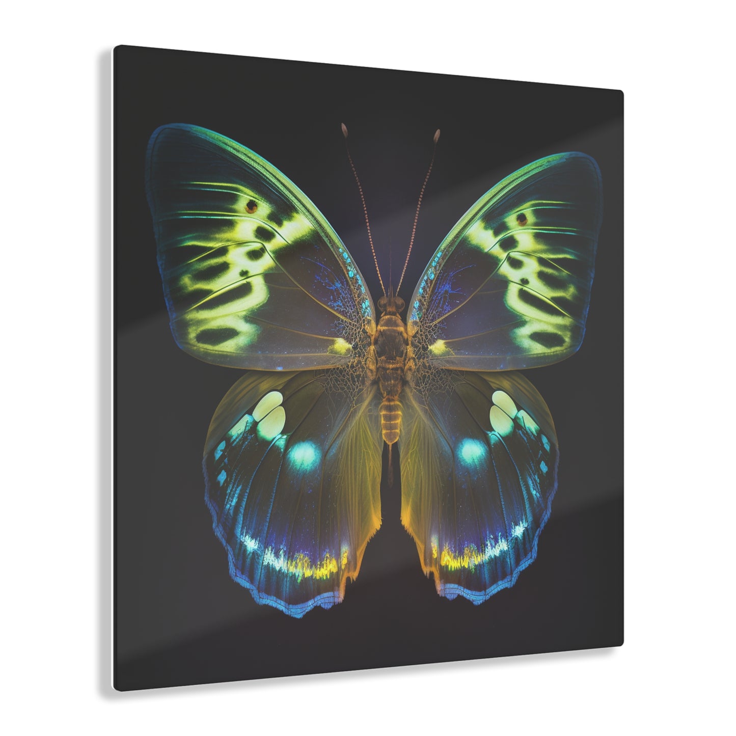 Acrylic Prints Neon Hue Butterfly 1