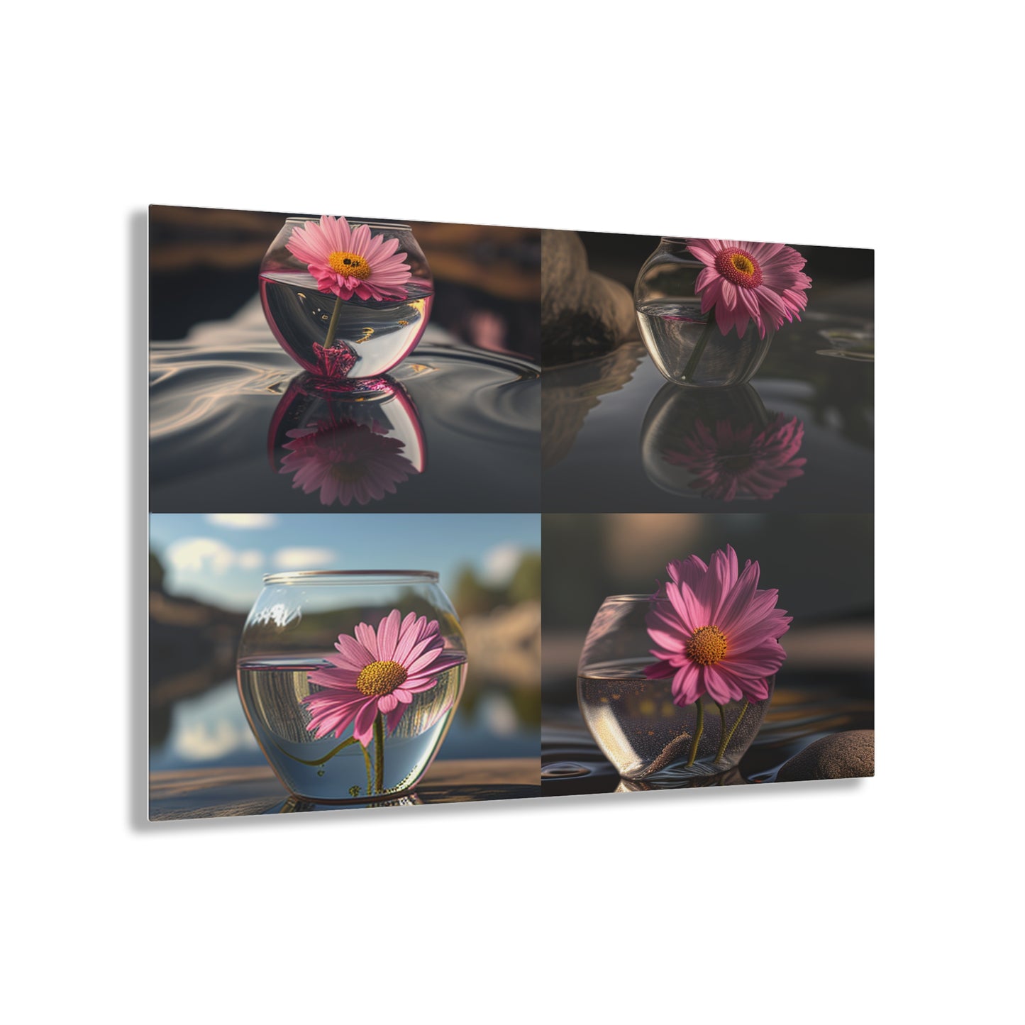 Acrylic Prints Pink Daisy 5