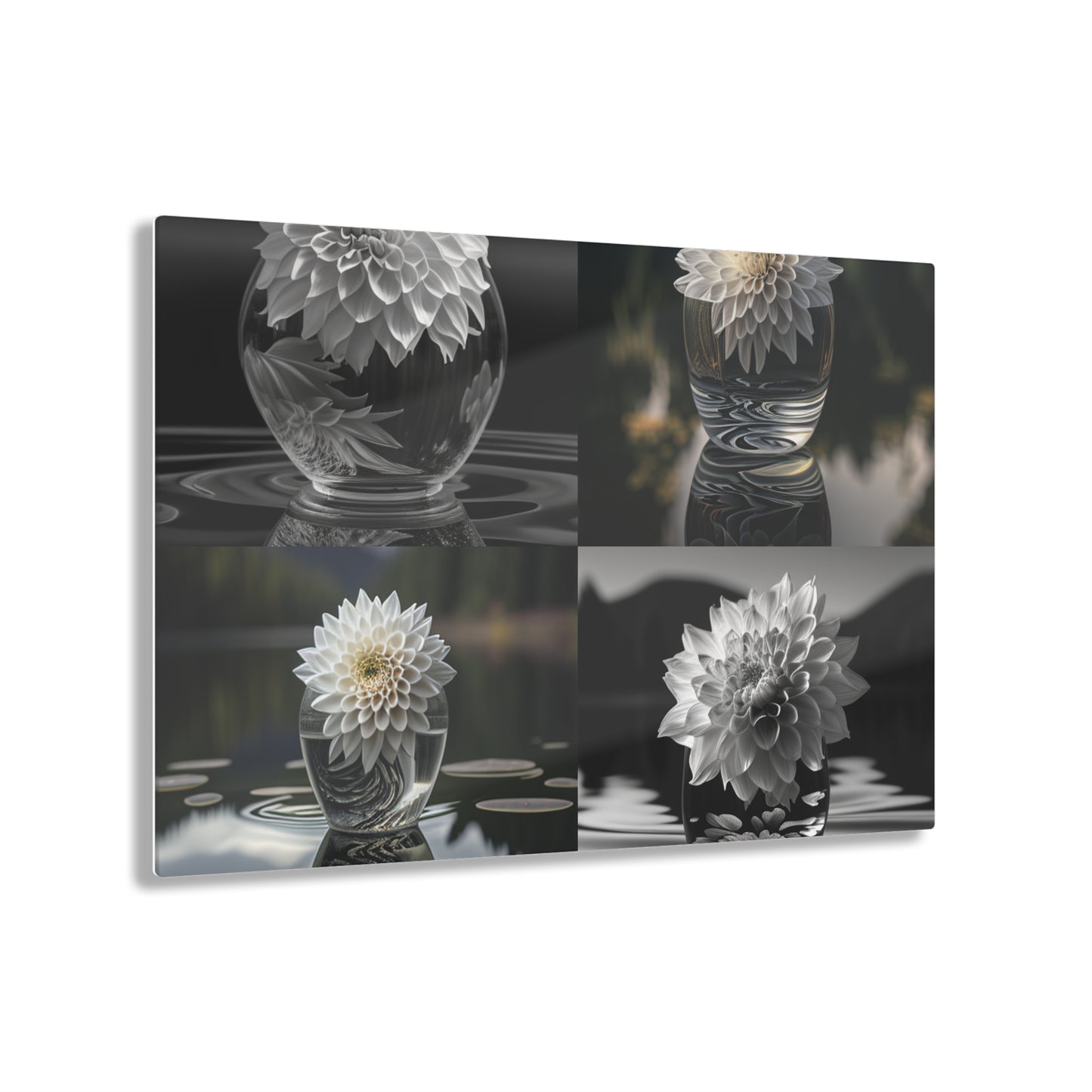 Acrylic Prints White Dahlia 5