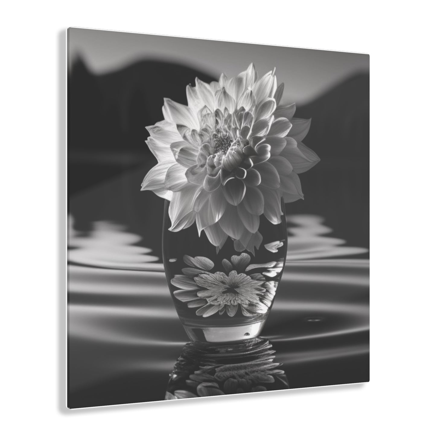 Acrylic Prints White Dahlia 4