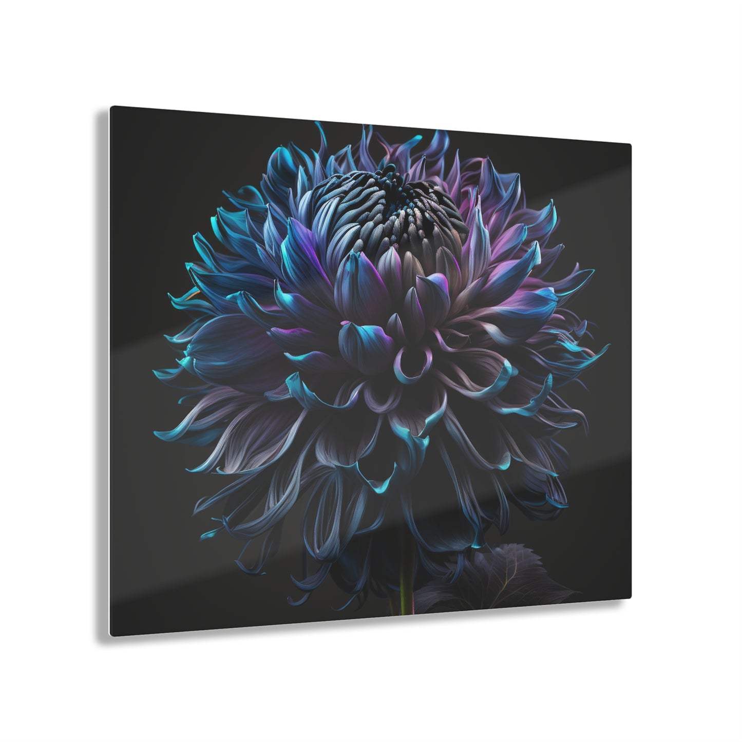 Acrylic Prints Dahlia Purple 3