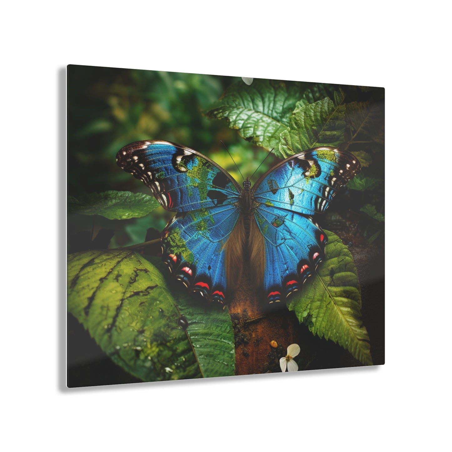 Acrylic Prints Jungle Butterfly 2