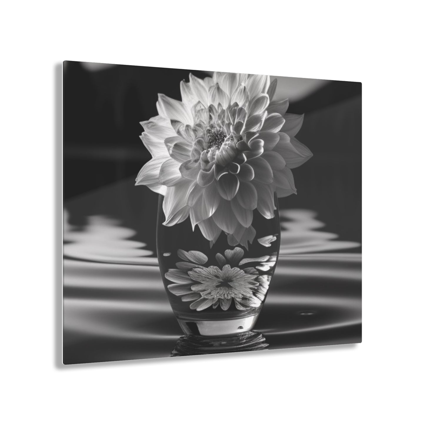 Acrylic Prints White Dahlia 4