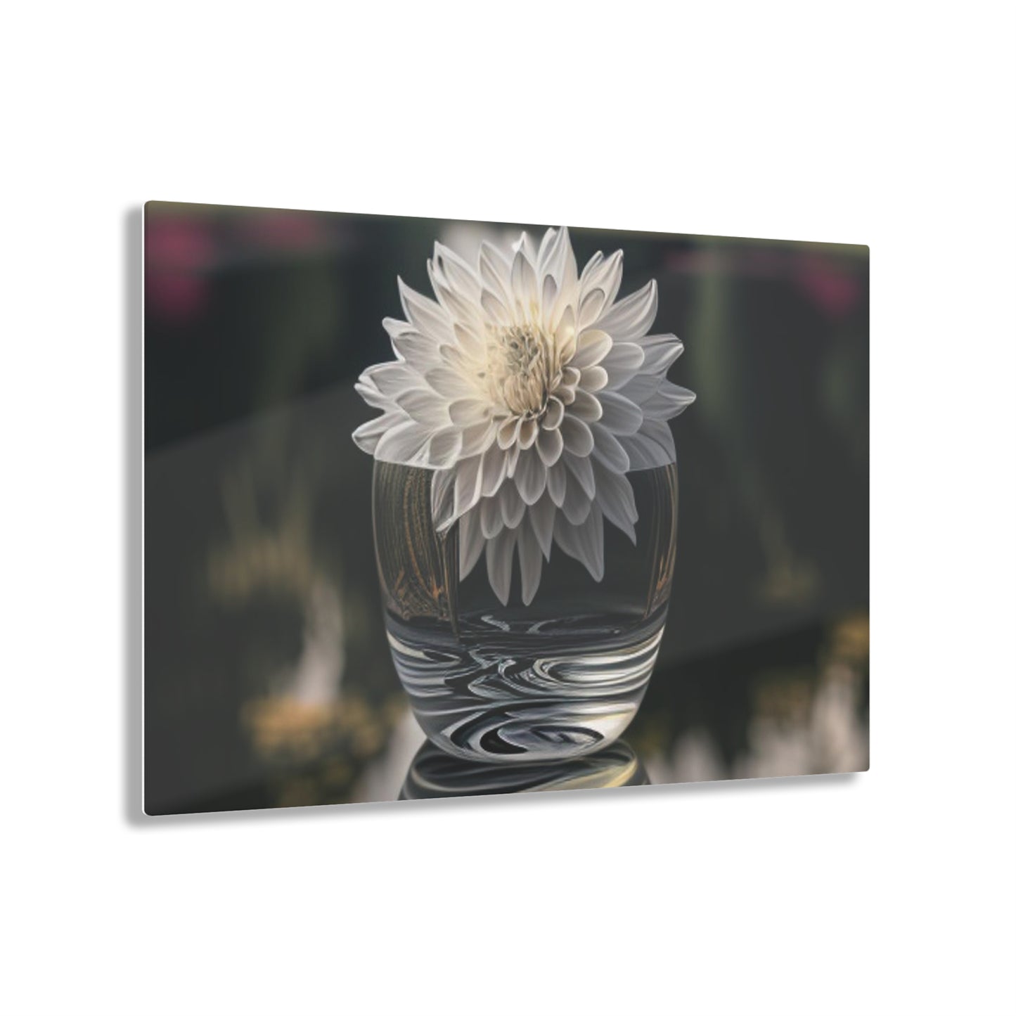 Acrylic Prints White Dahlia 2