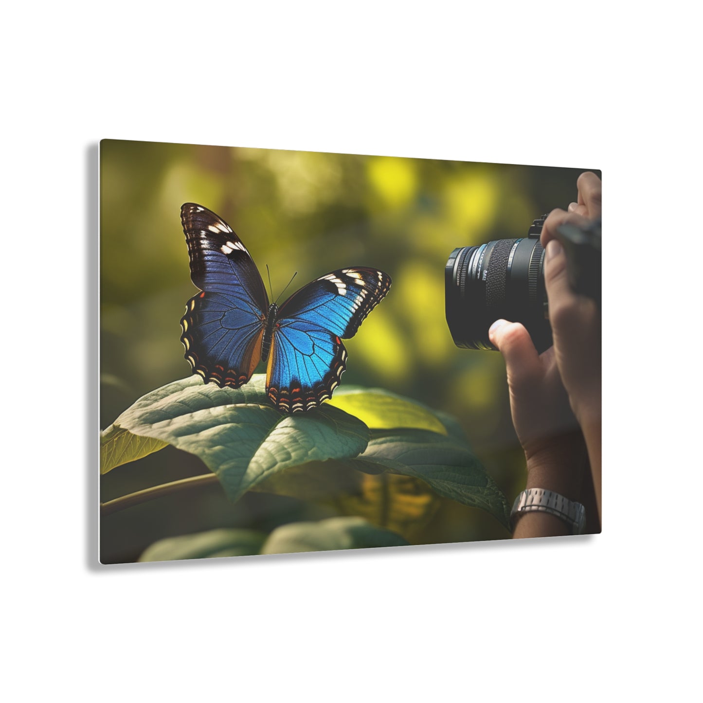 Acrylic Prints Jungle Butterfly 3