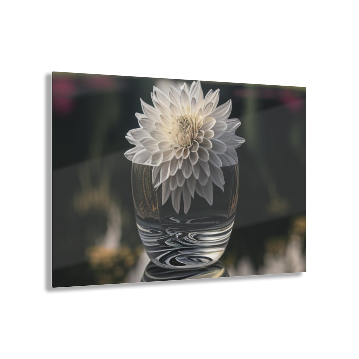 Acrylic Prints White Dahlia 2