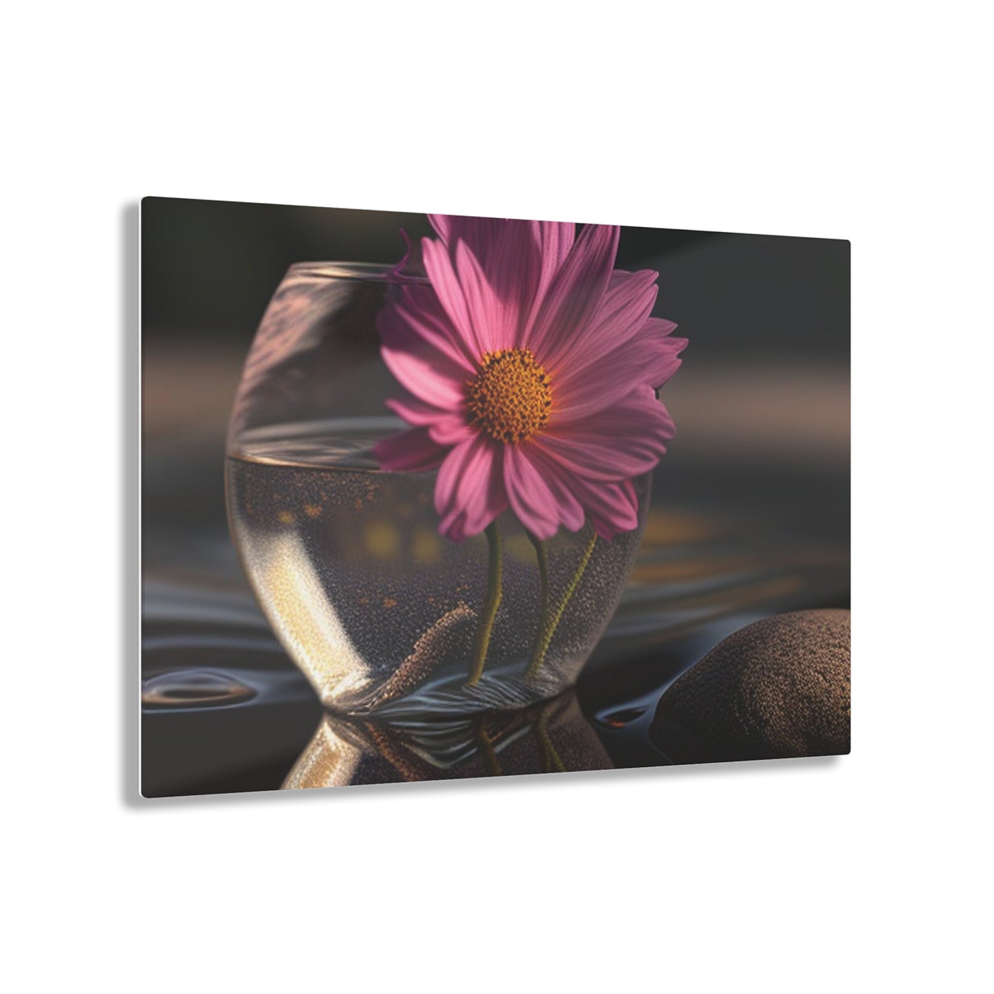 Acrylic Prints Pink Daisy 4