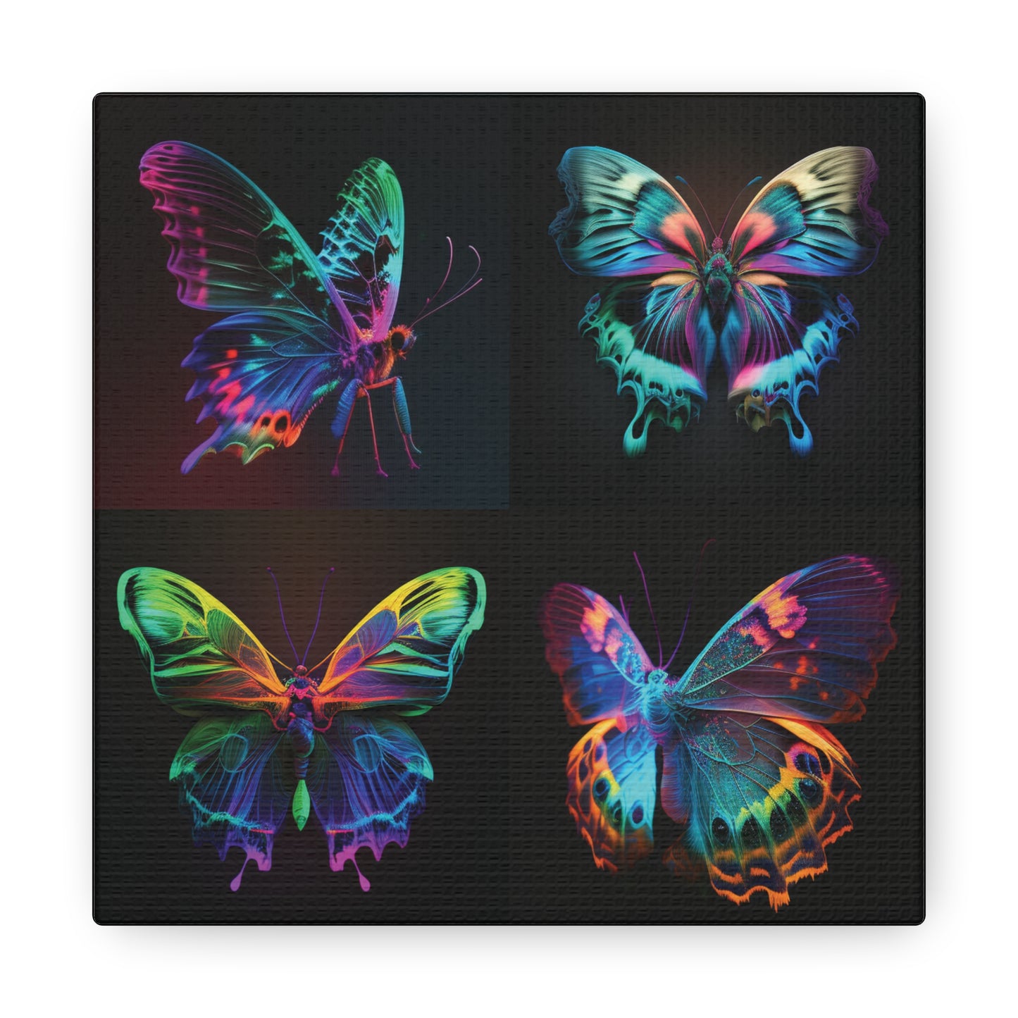 Canvas Gallery Wraps Raw Hyper Color Butterfly 5