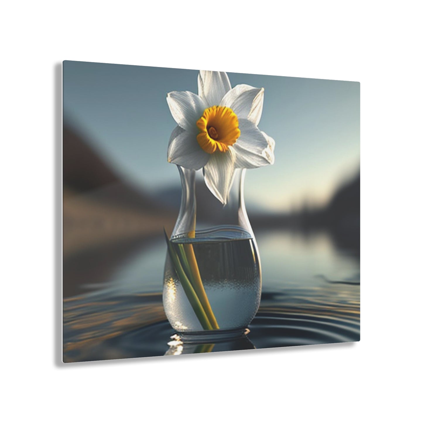 Acrylic Prints Daffodil 3