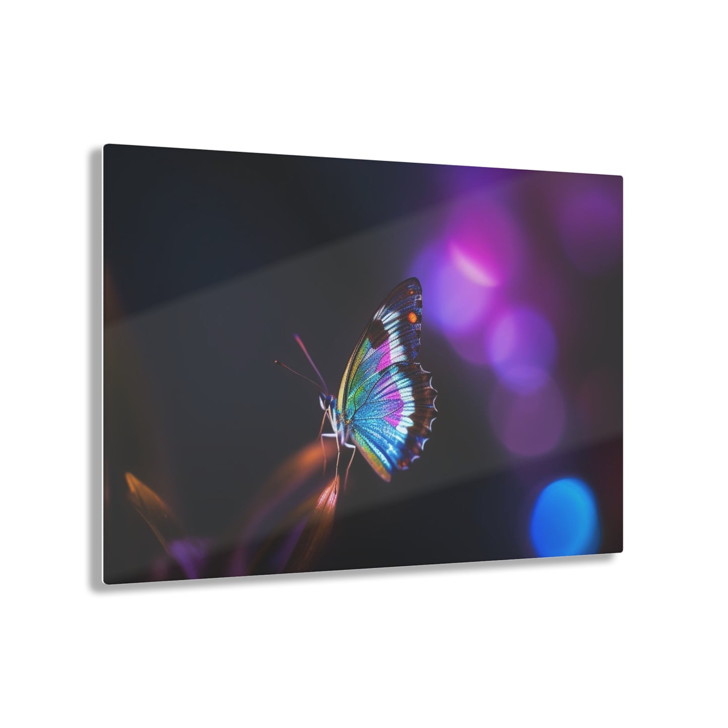 Acrylic Prints Photo Realistic Butterfly 1