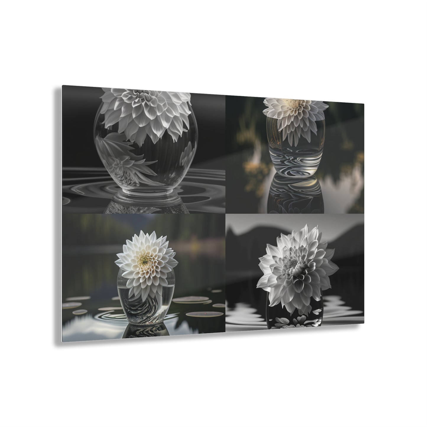 Acrylic Prints White Dahlia 5