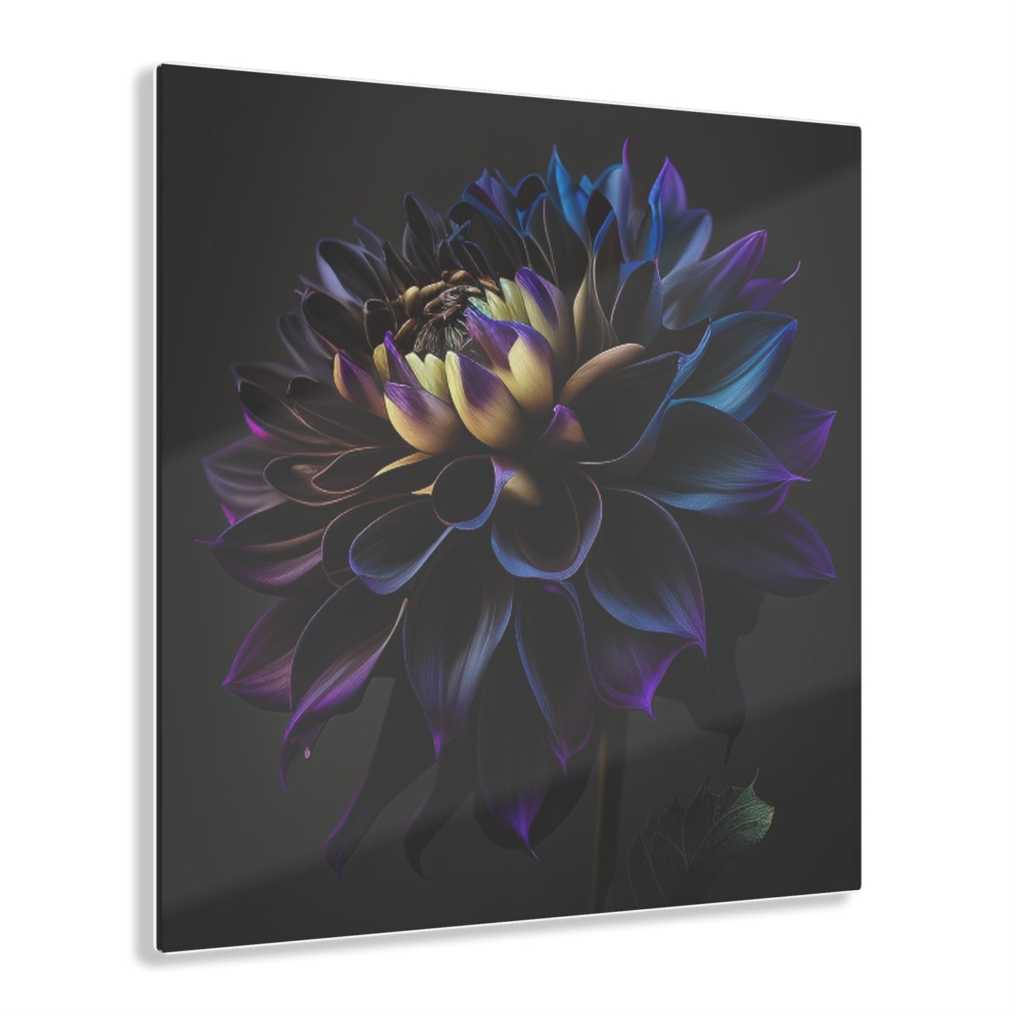 Acrylic Prints Dahlia Purple 1