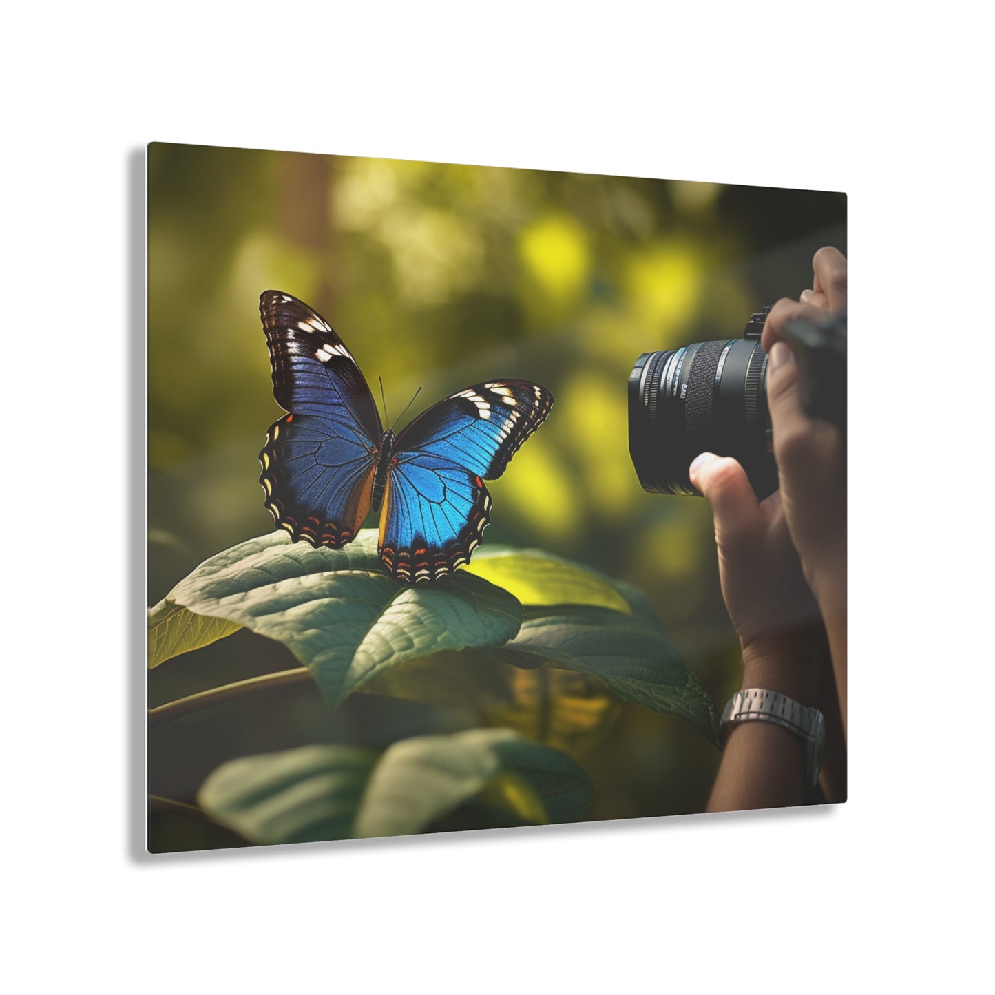 Acrylic Prints Jungle Butterfly 3