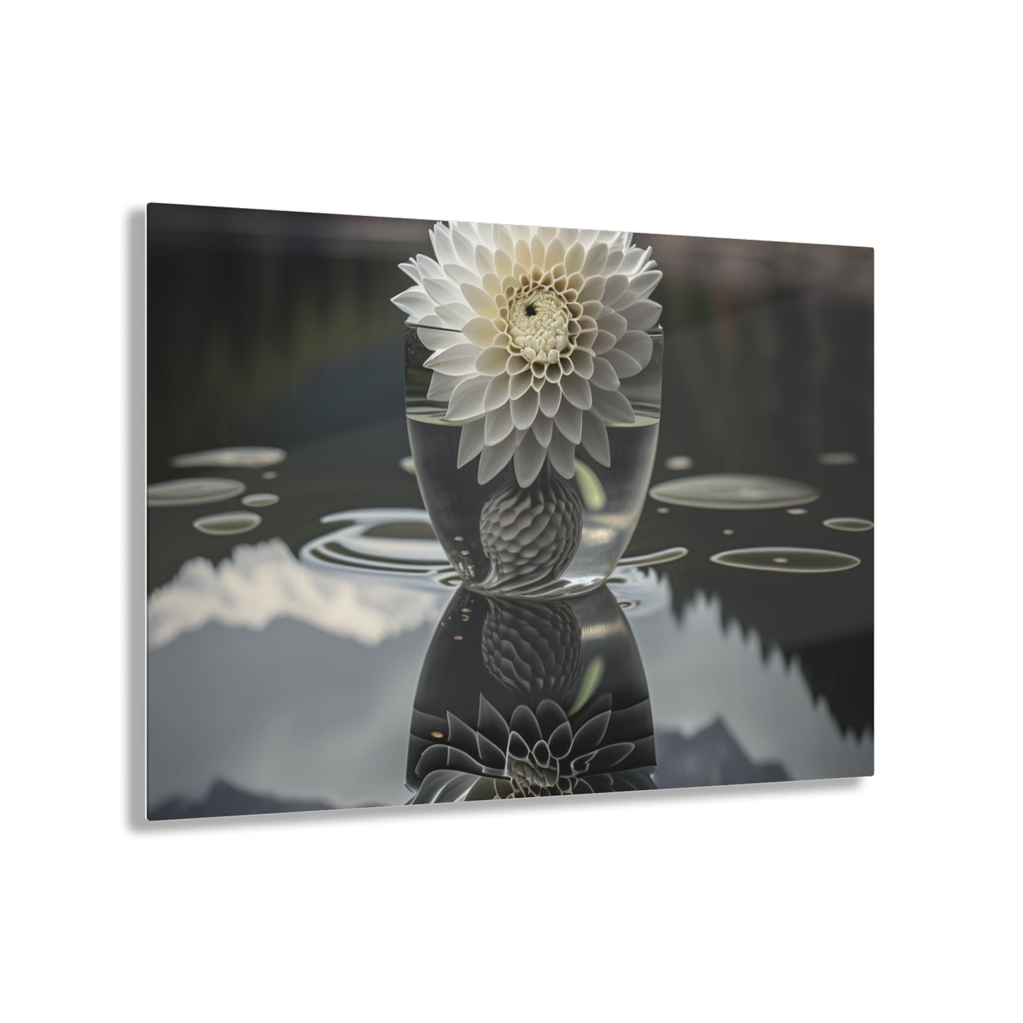 Acrylic Prints White Dahlia 3