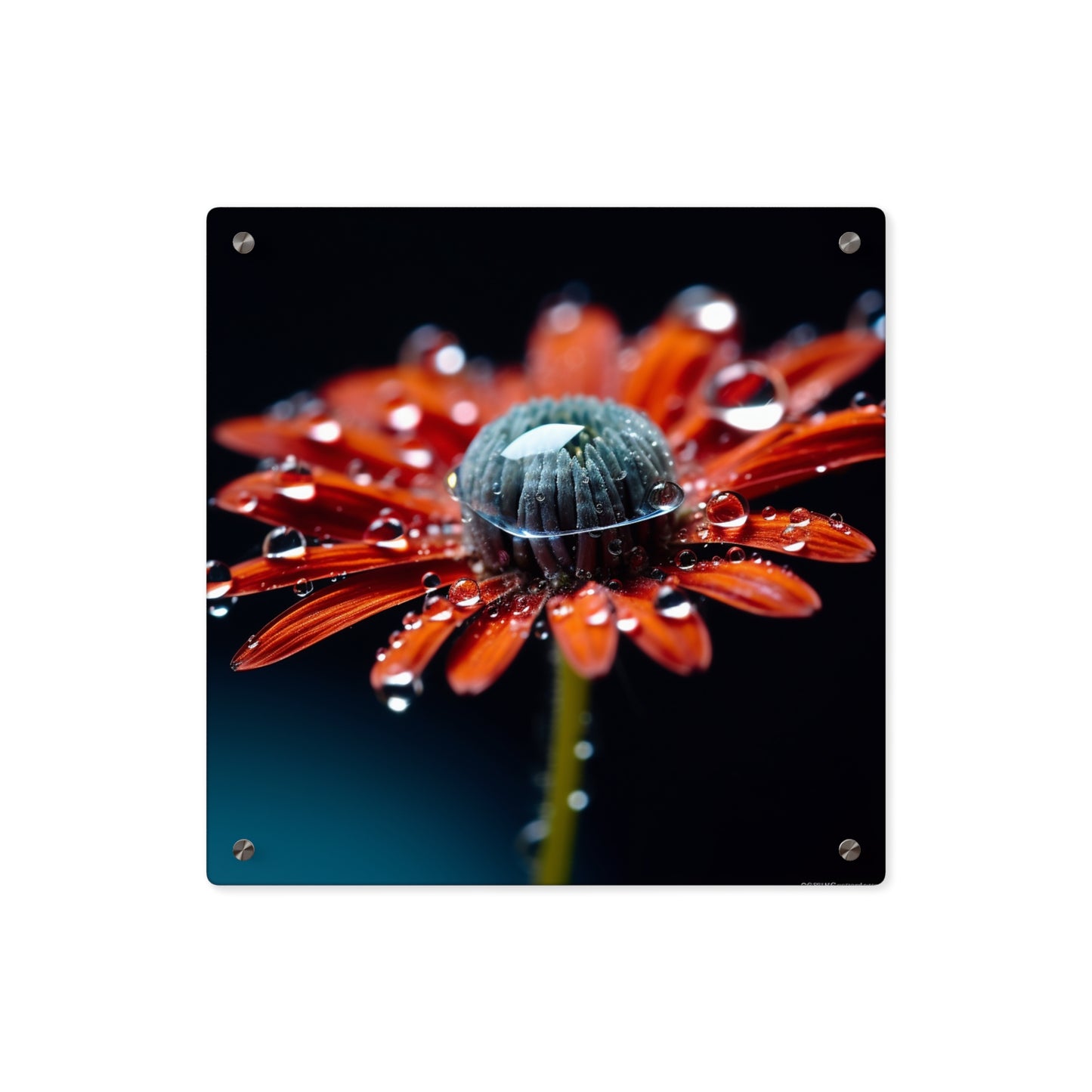 Acrylic Wall Art Panels Water drop Macro Flower 1