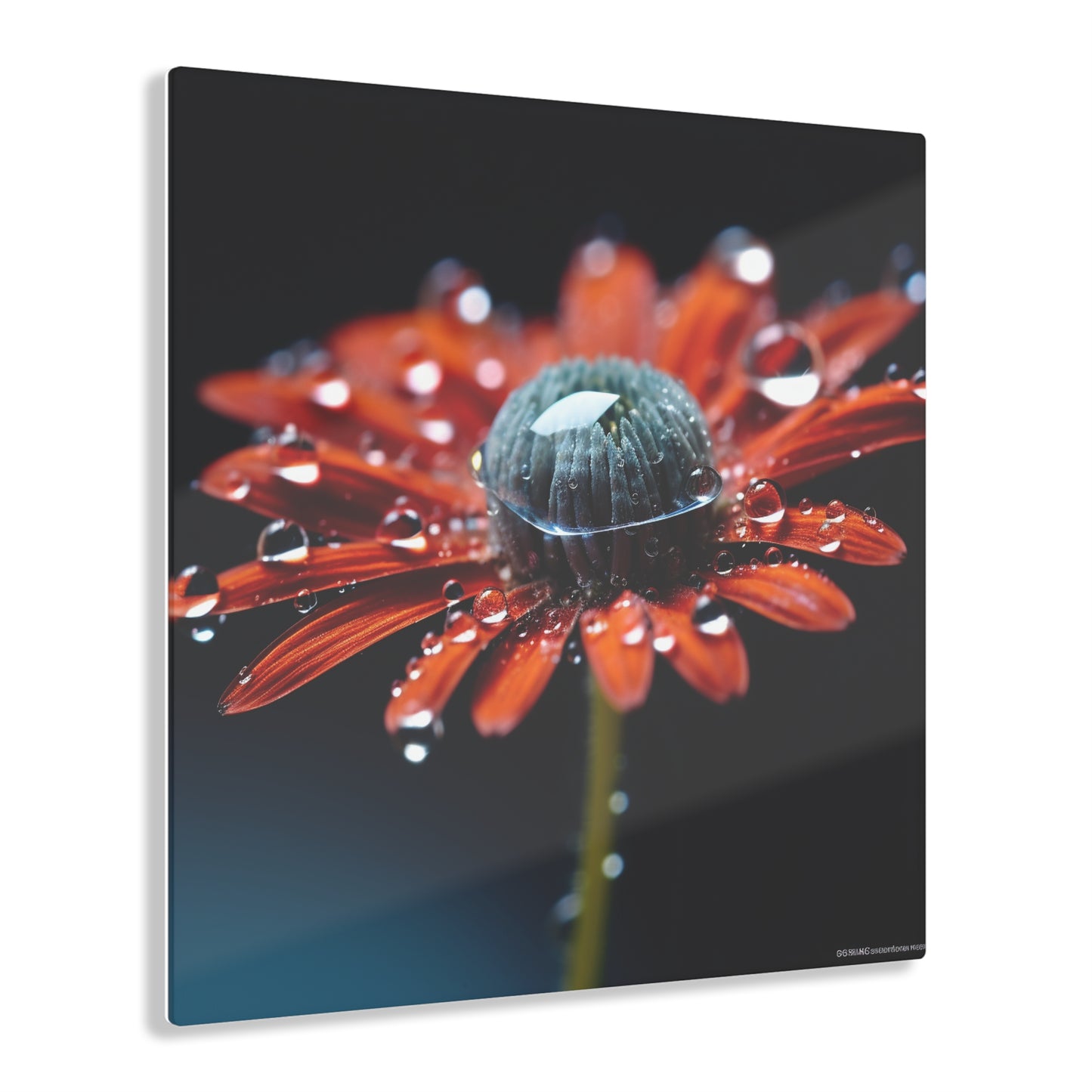 Acrylic Prints Water drop Macro Flower 1