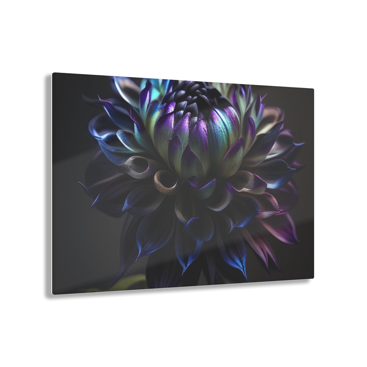 Acrylic Prints Dahlia Purple 4