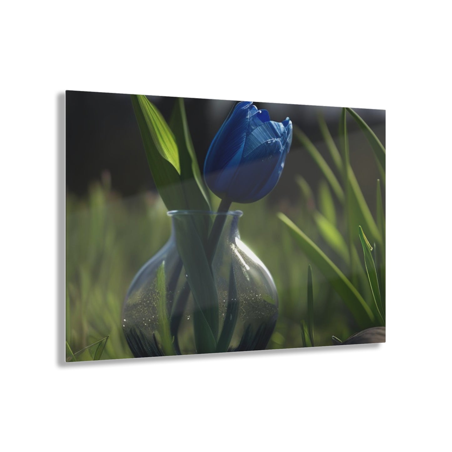 Acrylic Prints Tulip 1