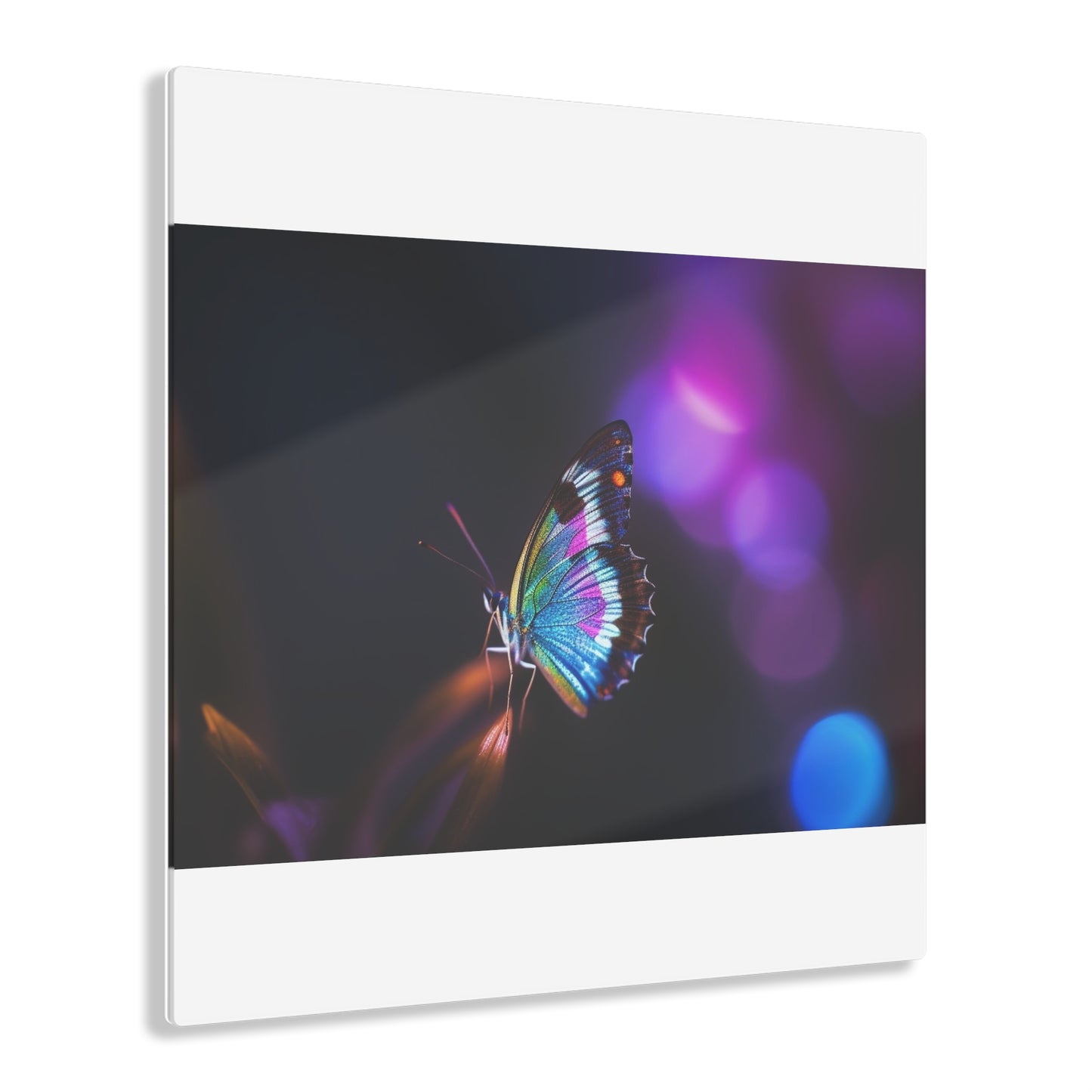 Acrylic Prints Photo Realistic Butterfly 1