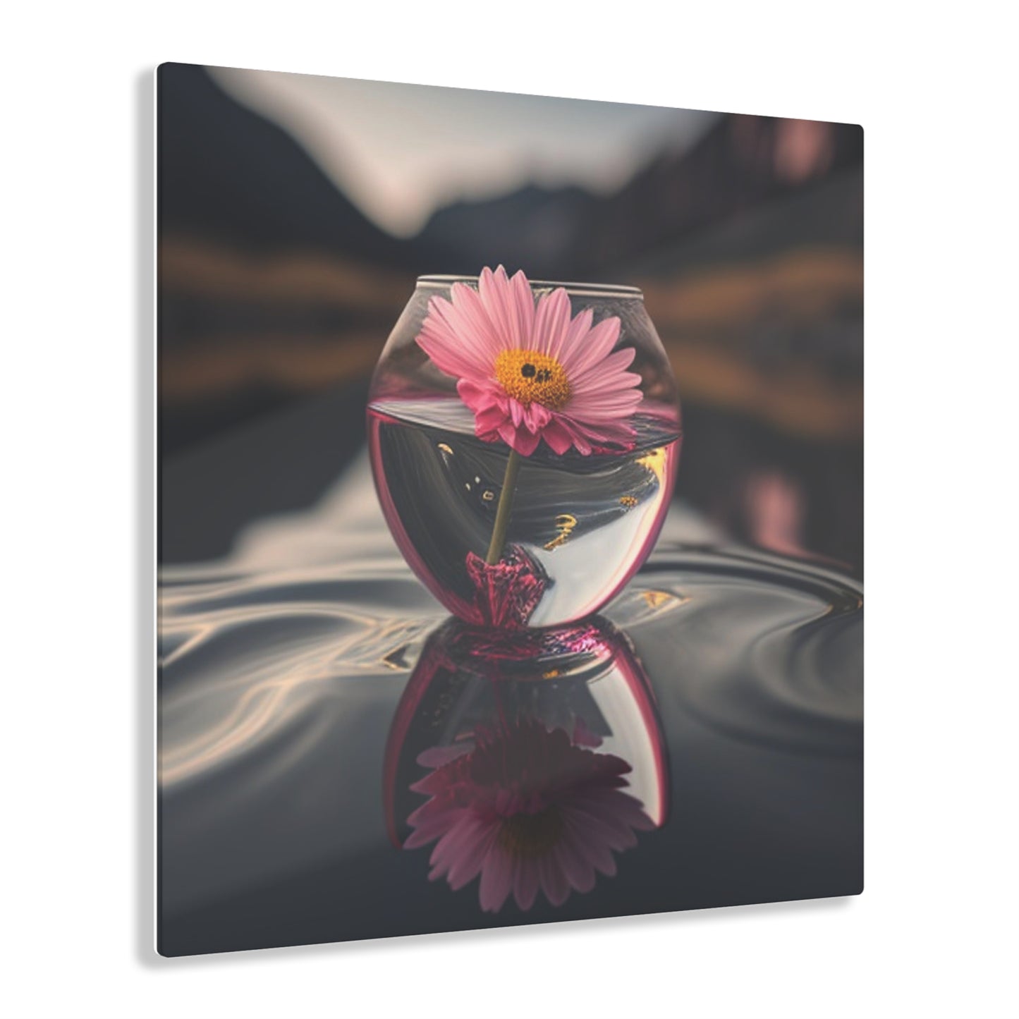 Acrylic Prints Pink Daisy 1