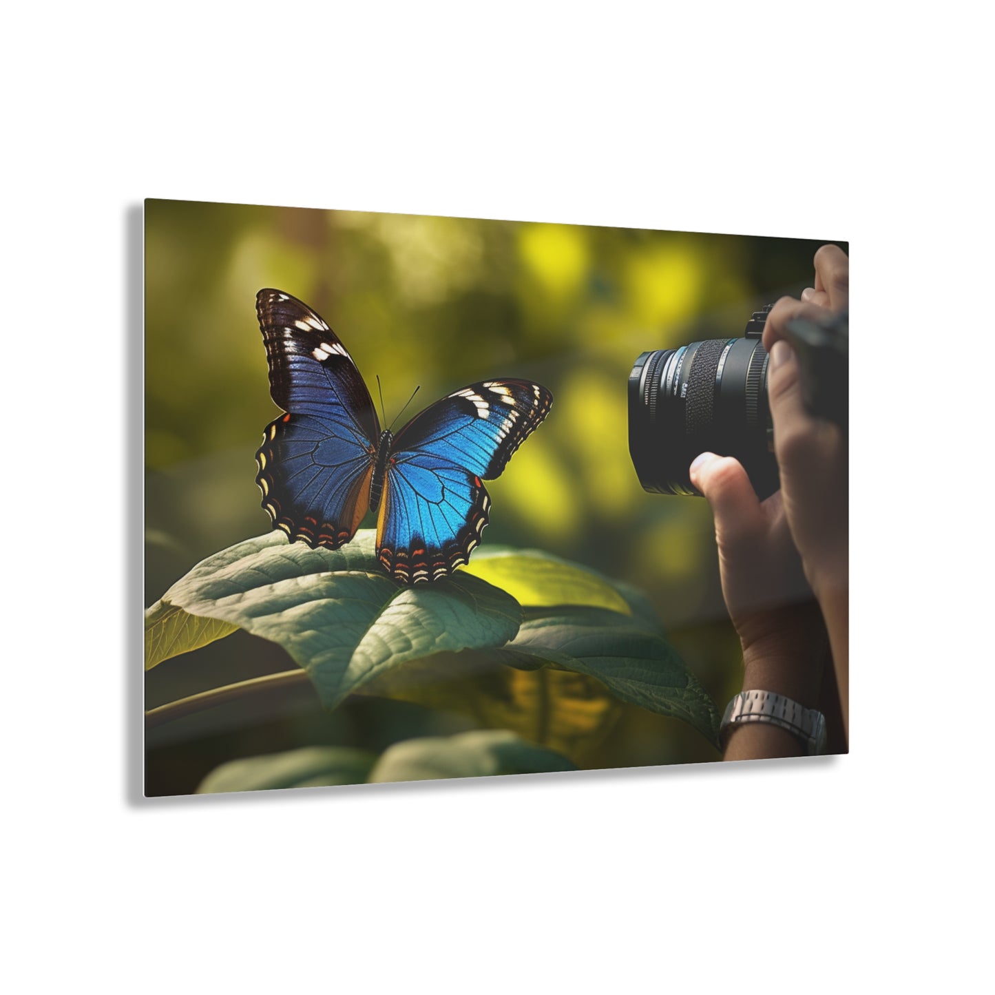 Acrylic Prints Jungle Butterfly 3