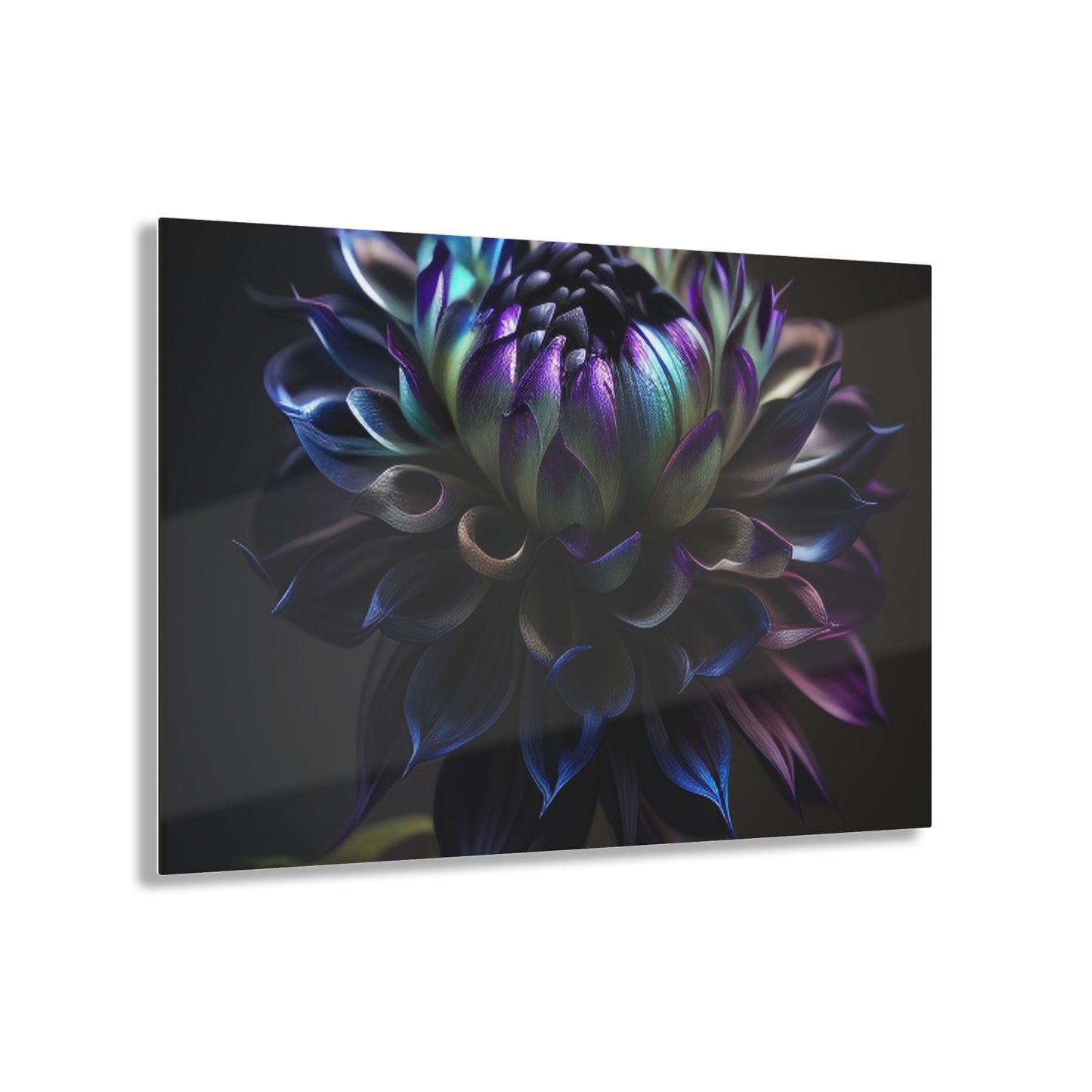 Acrylic Prints Dahlia Purple 4