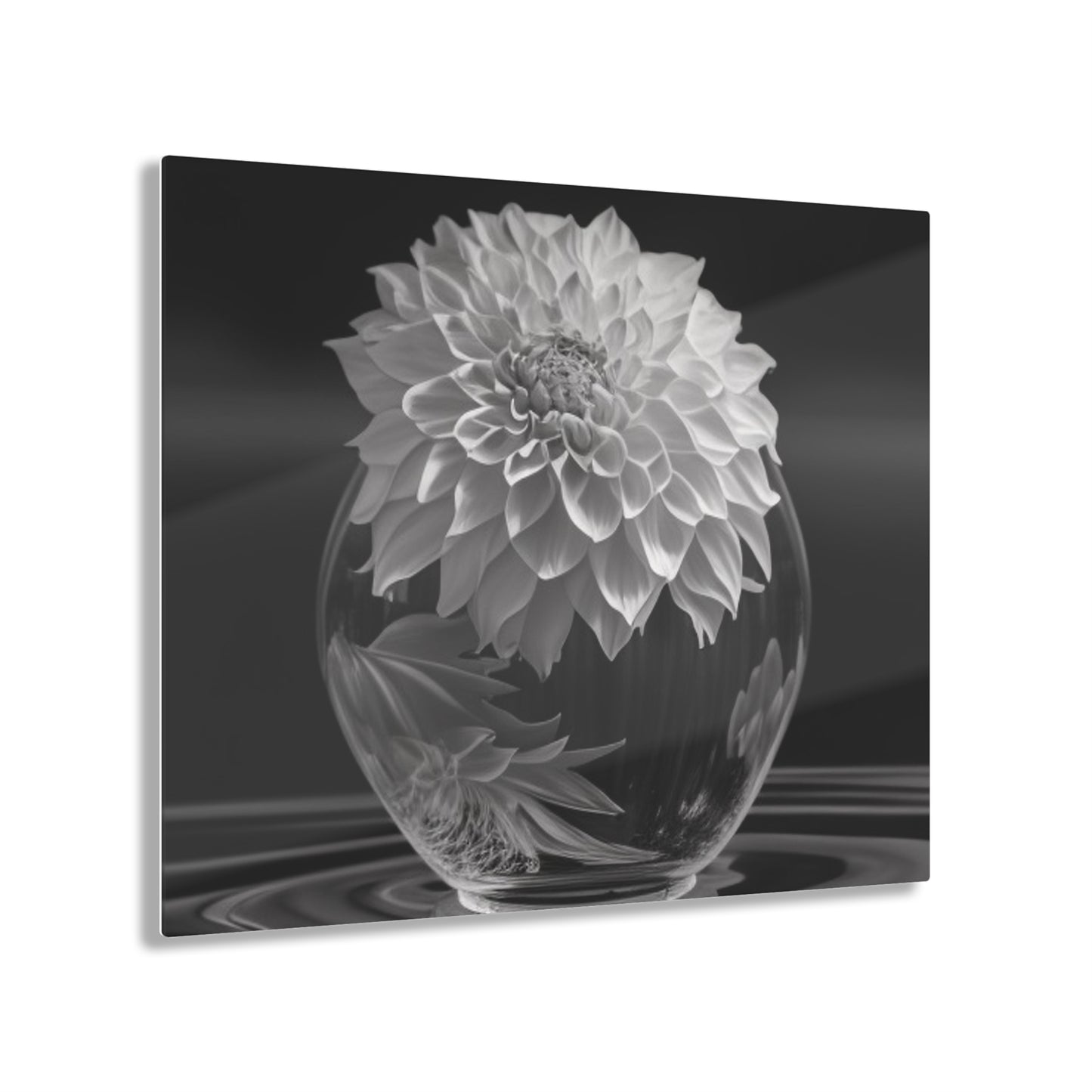 Acrylic Prints White Dahlia 1