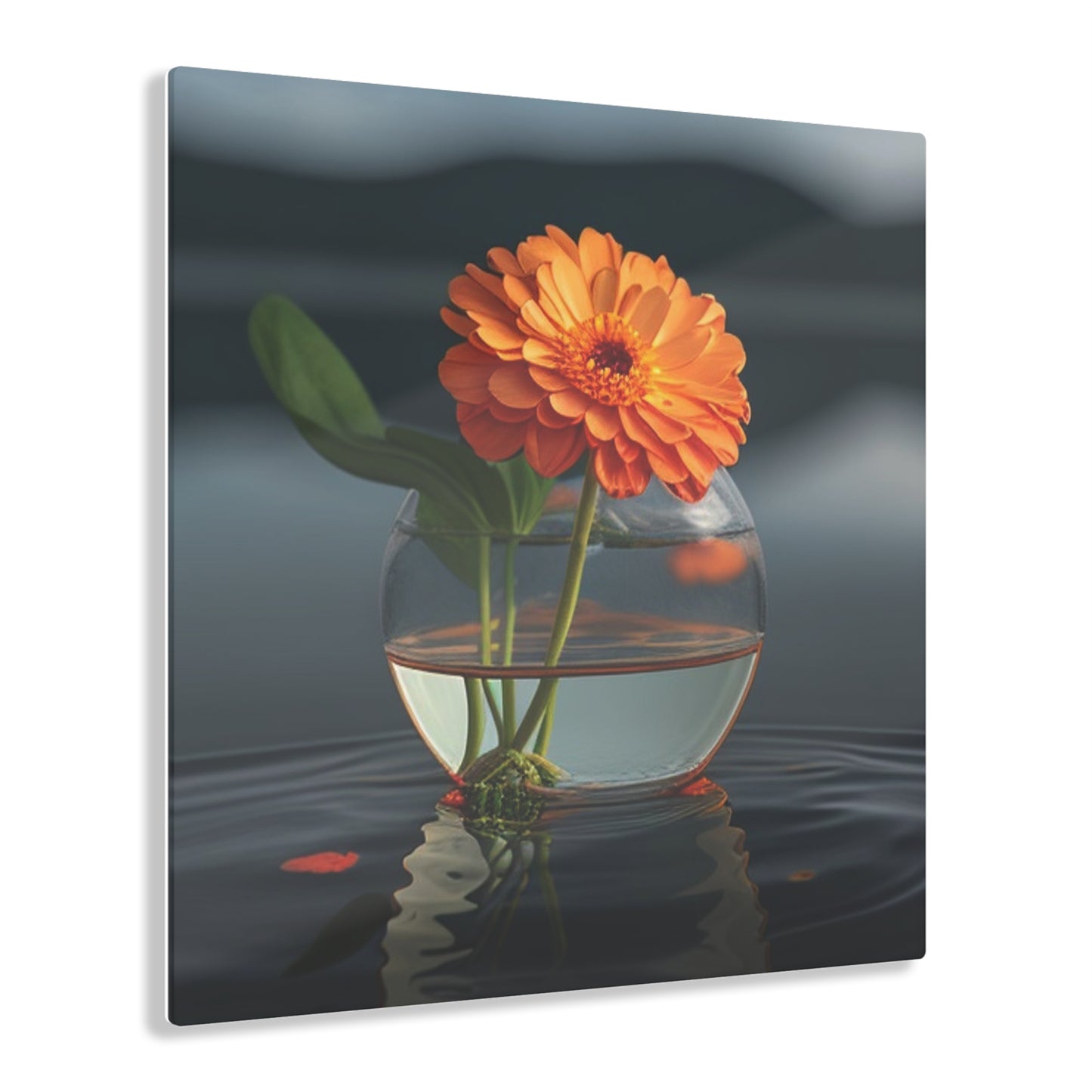 Acrylic Prints Orange Zinnia 2