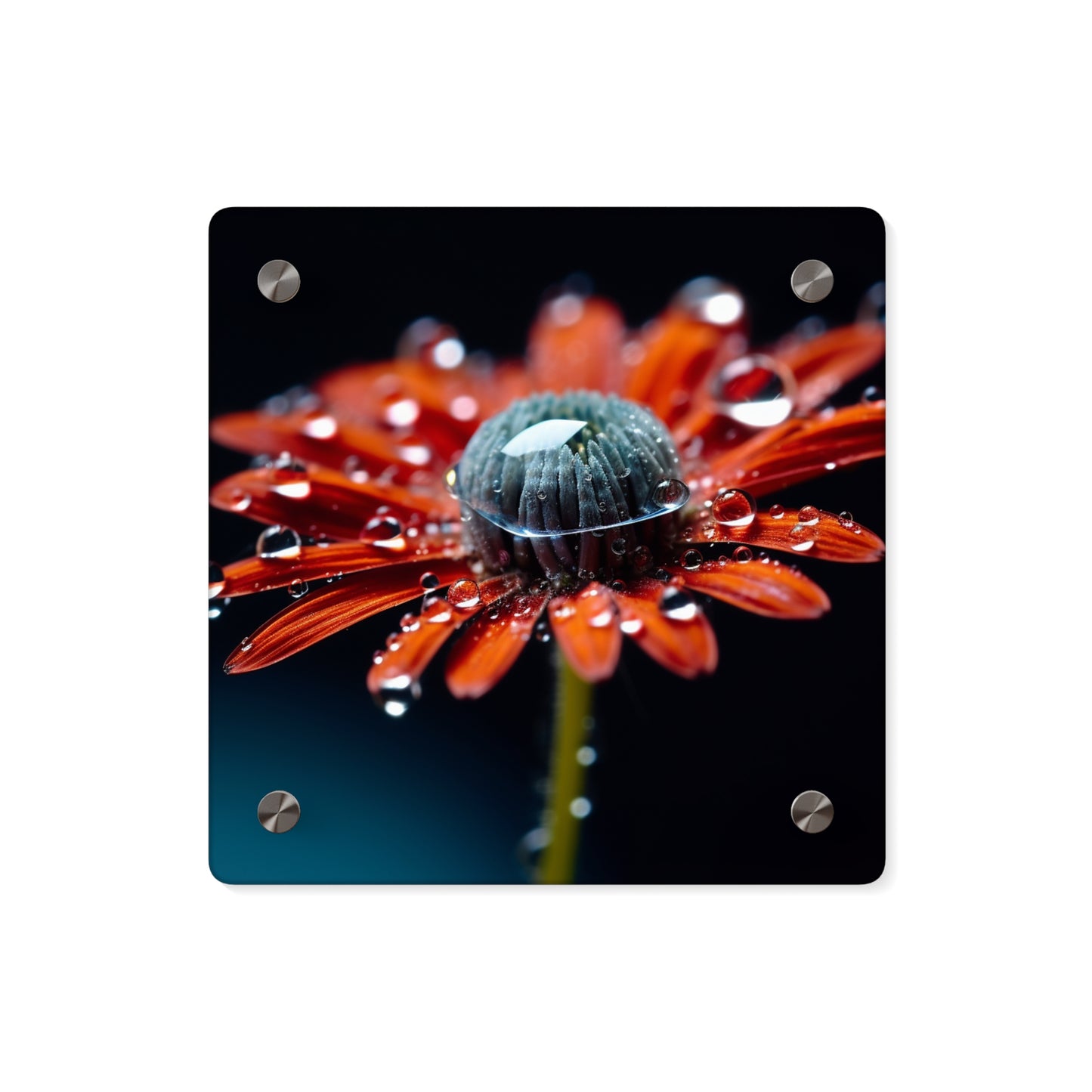 Acrylic Wall Art Panels Water drop Macro Flower 1