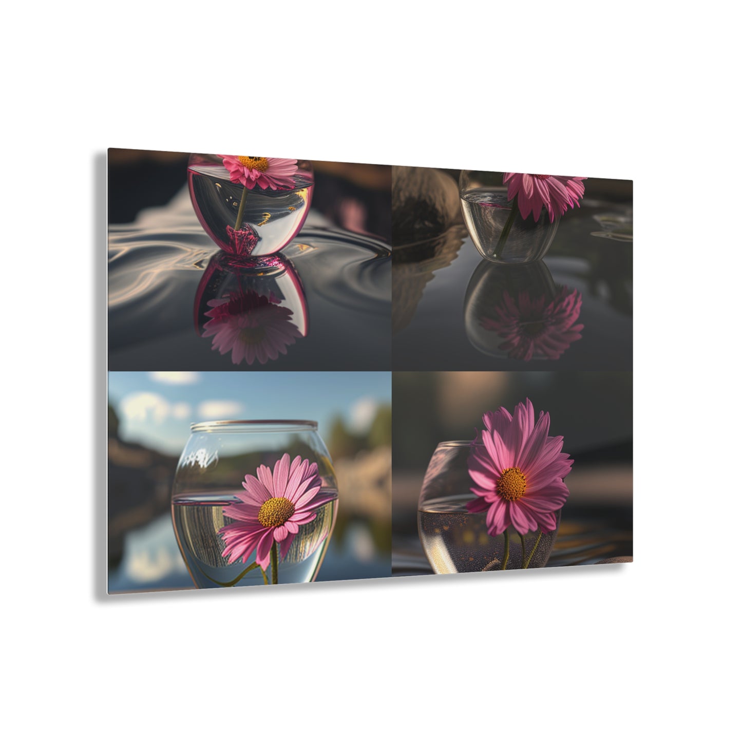 Acrylic Prints Pink Daisy 5