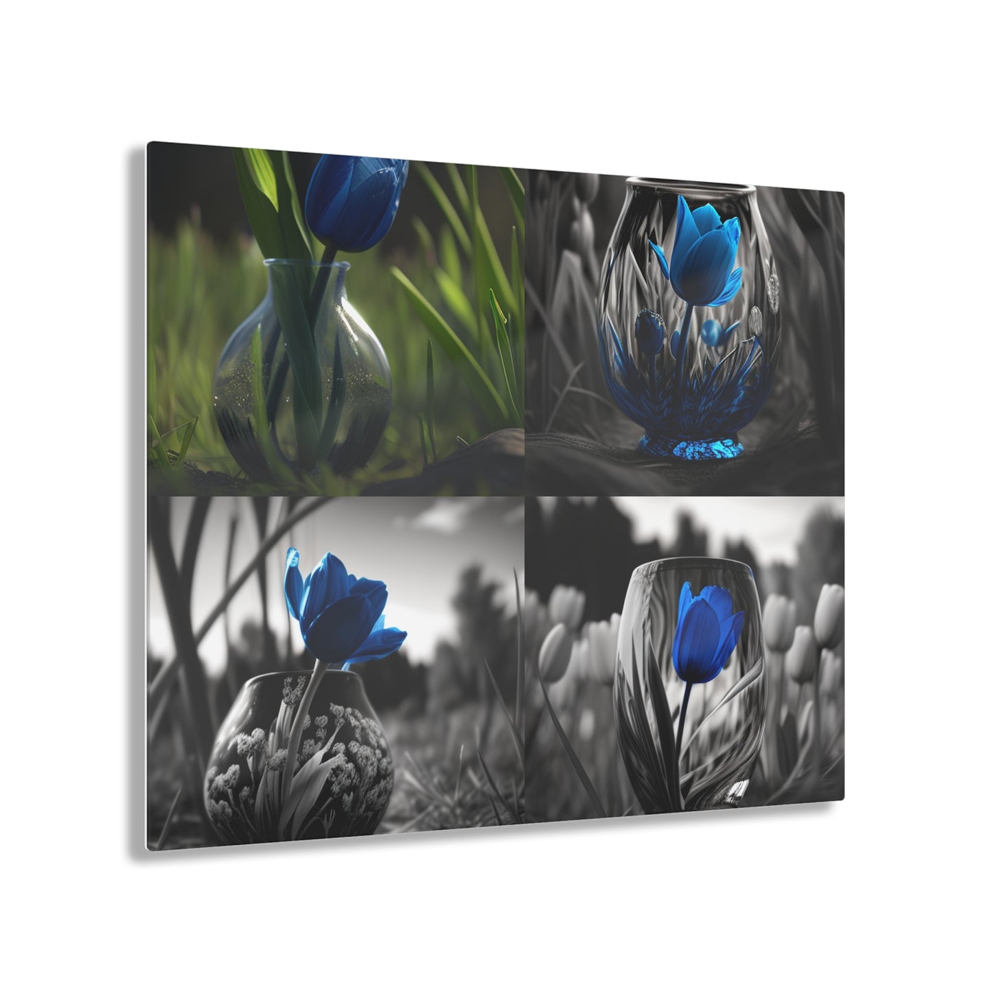 Acrylic Prints Tulip 5