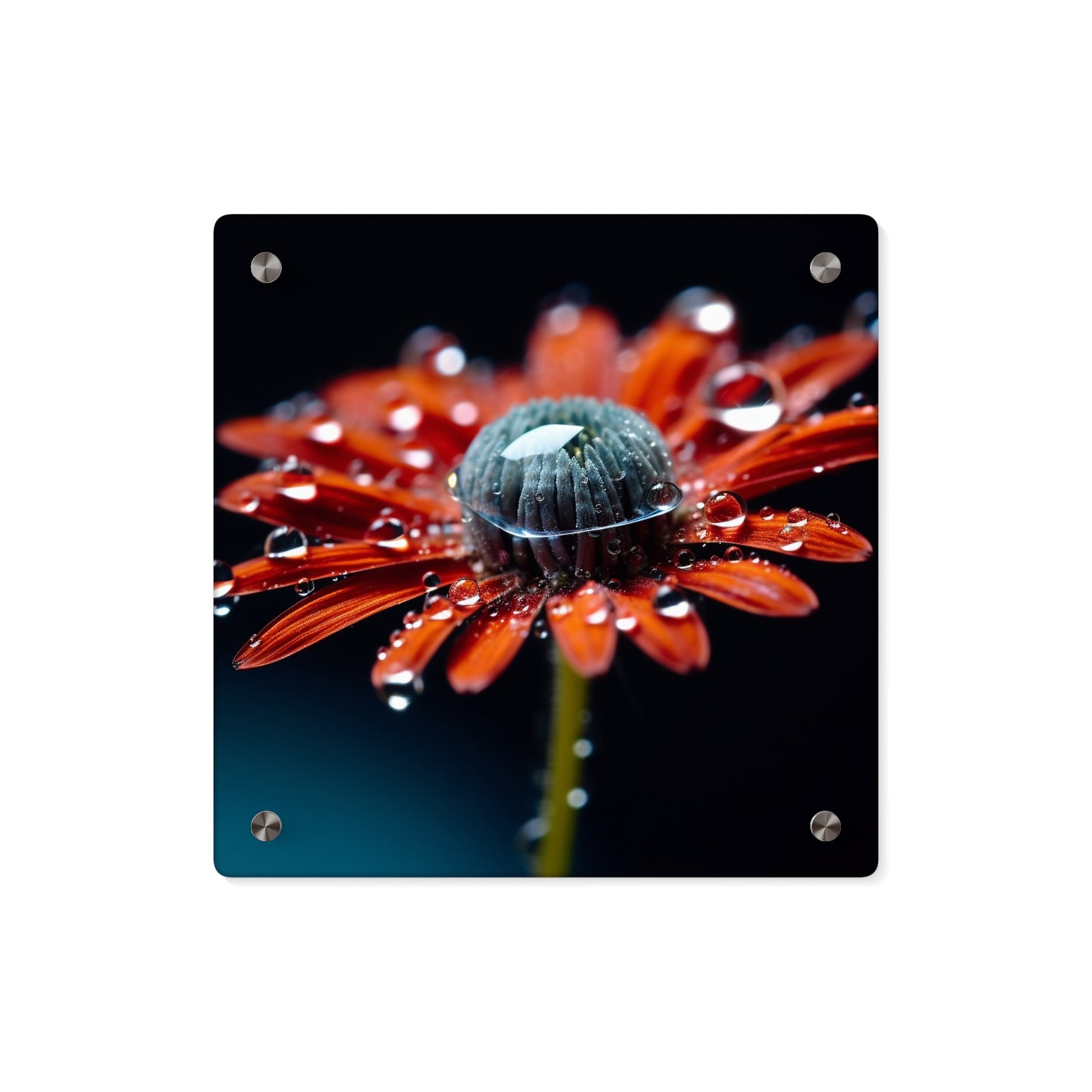 Acrylic Wall Art Panels Water drop Macro Flower 1