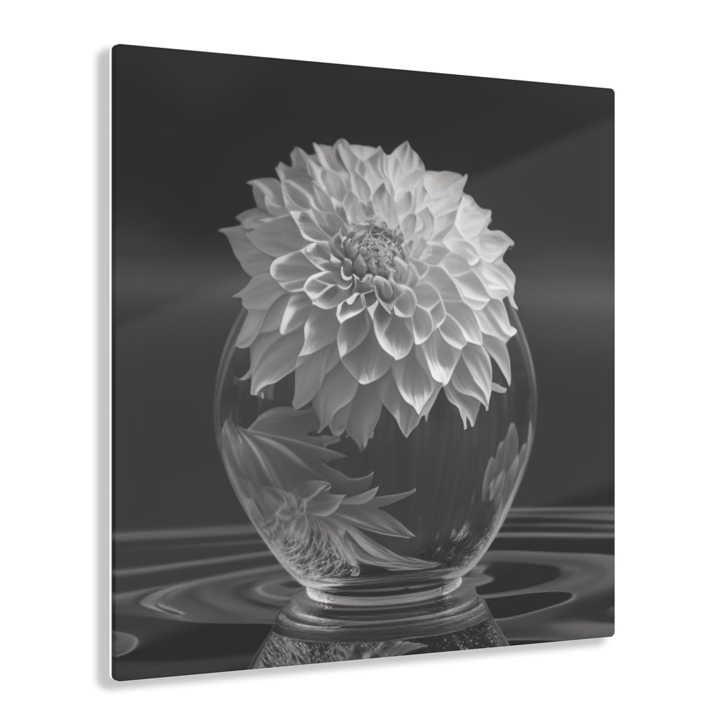 Acrylic Prints White Dahlia 1