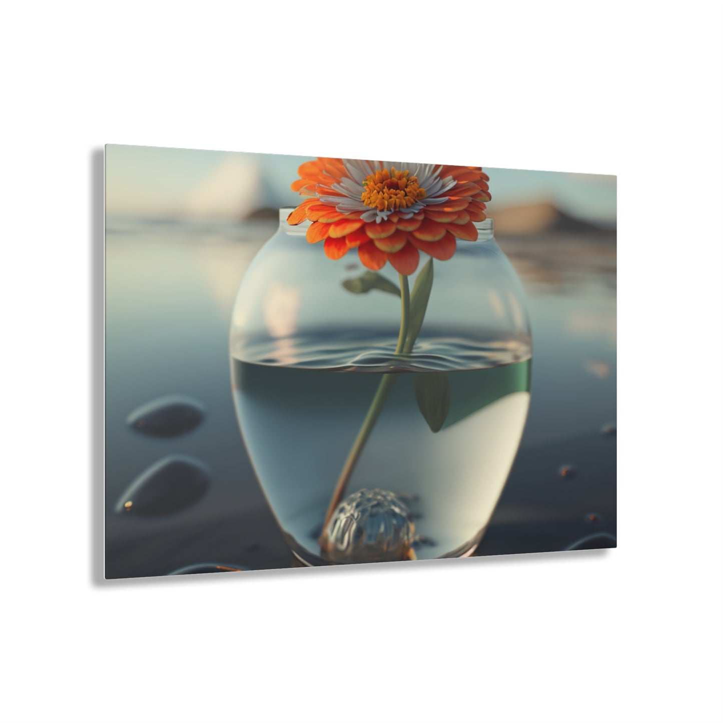 Acrylic Prints Orange Zinnia 3