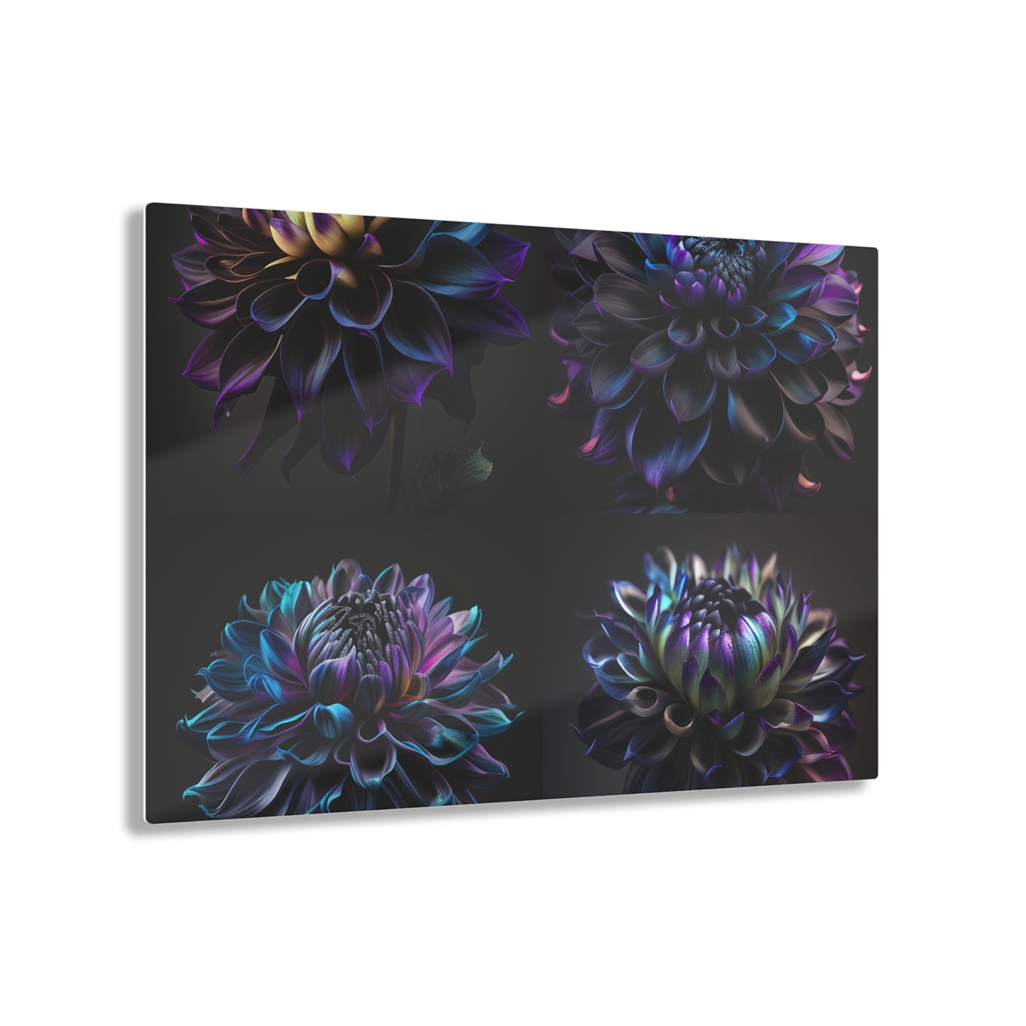 Acrylic Prints Dahlia Purple 5