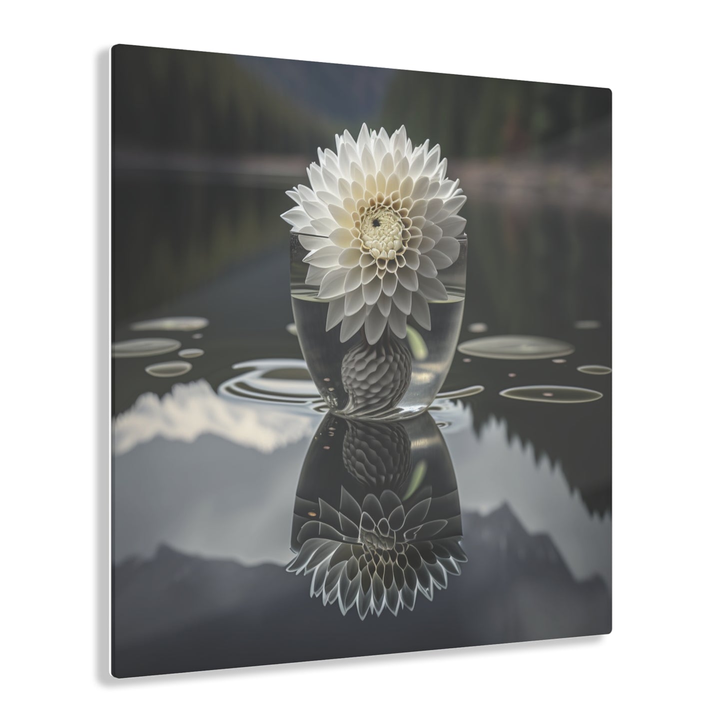 Acrylic Prints White Dahlia 3