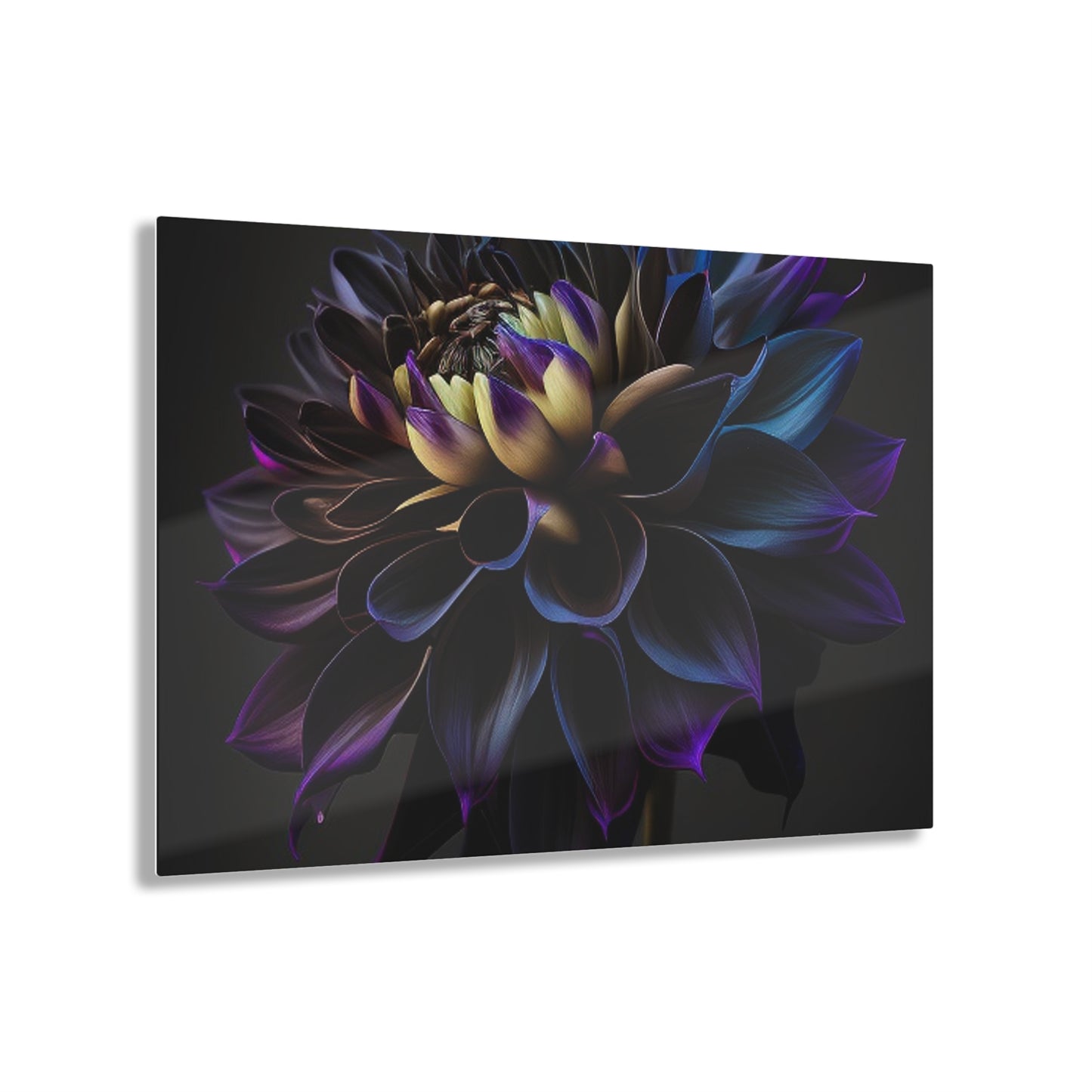 Acrylic Prints Dahlia Purple 1