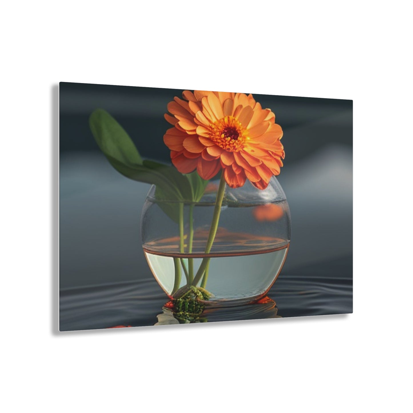 Acrylic Prints Orange Zinnia 2