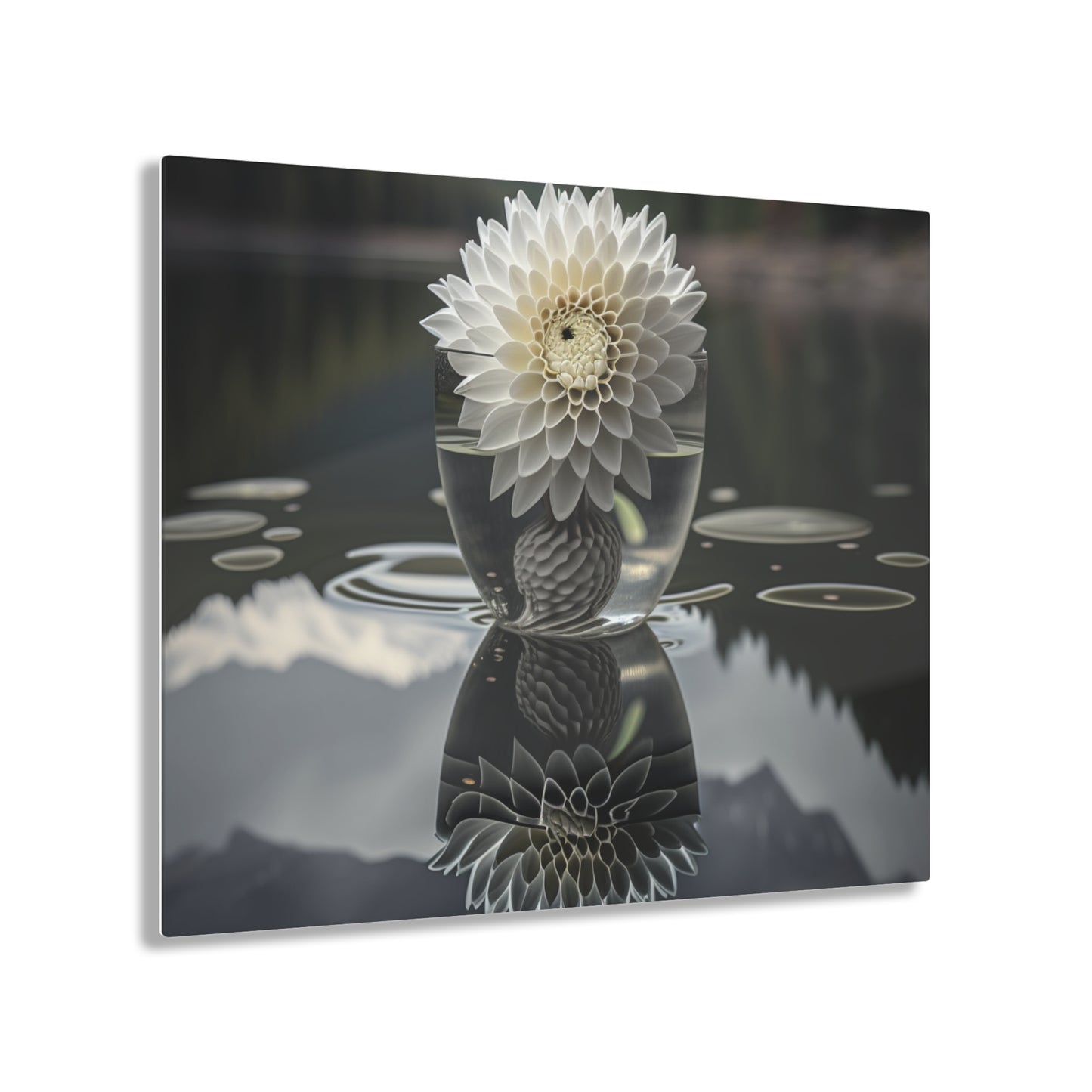 Acrylic Prints White Dahlia 3