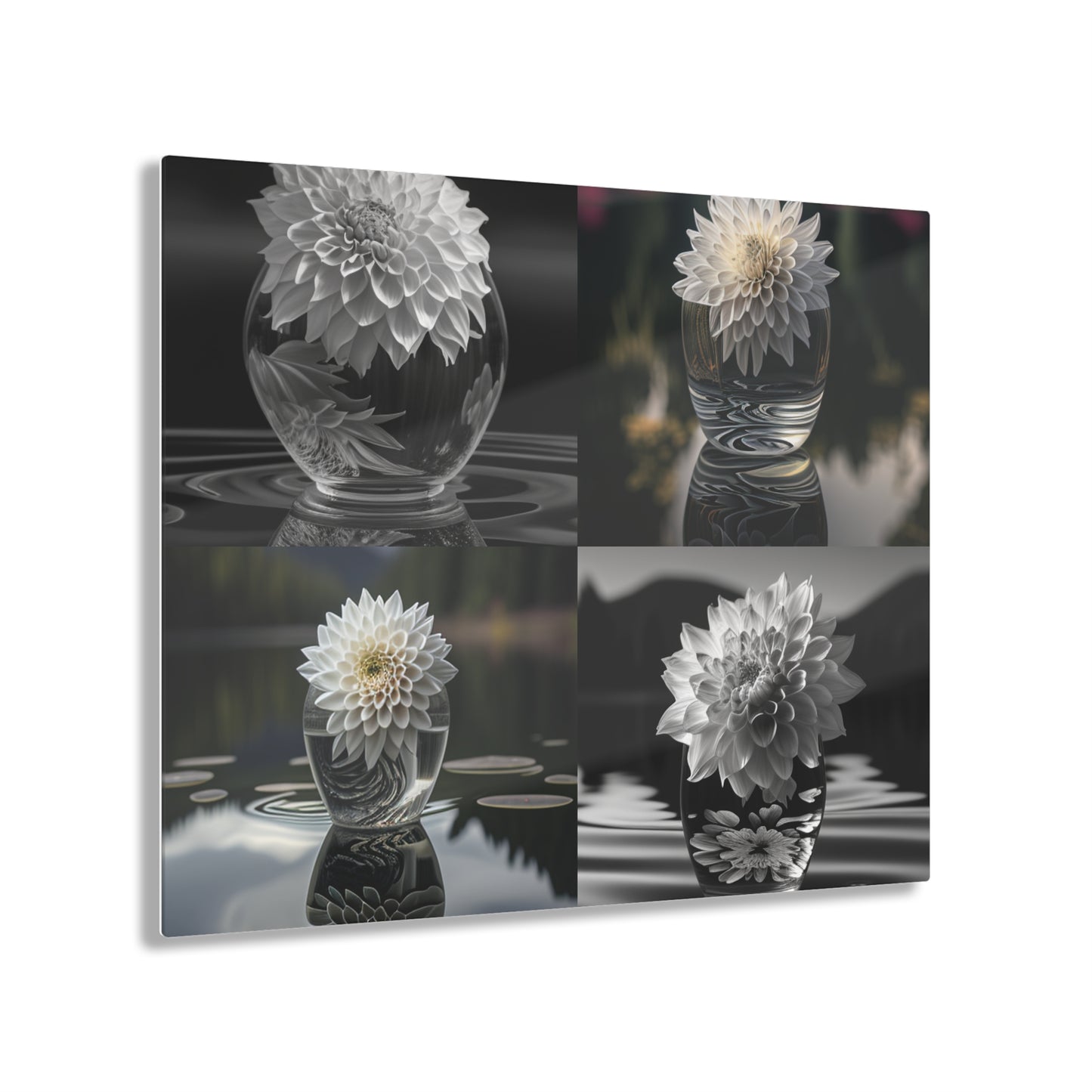 Acrylic Prints White Dahlia 5