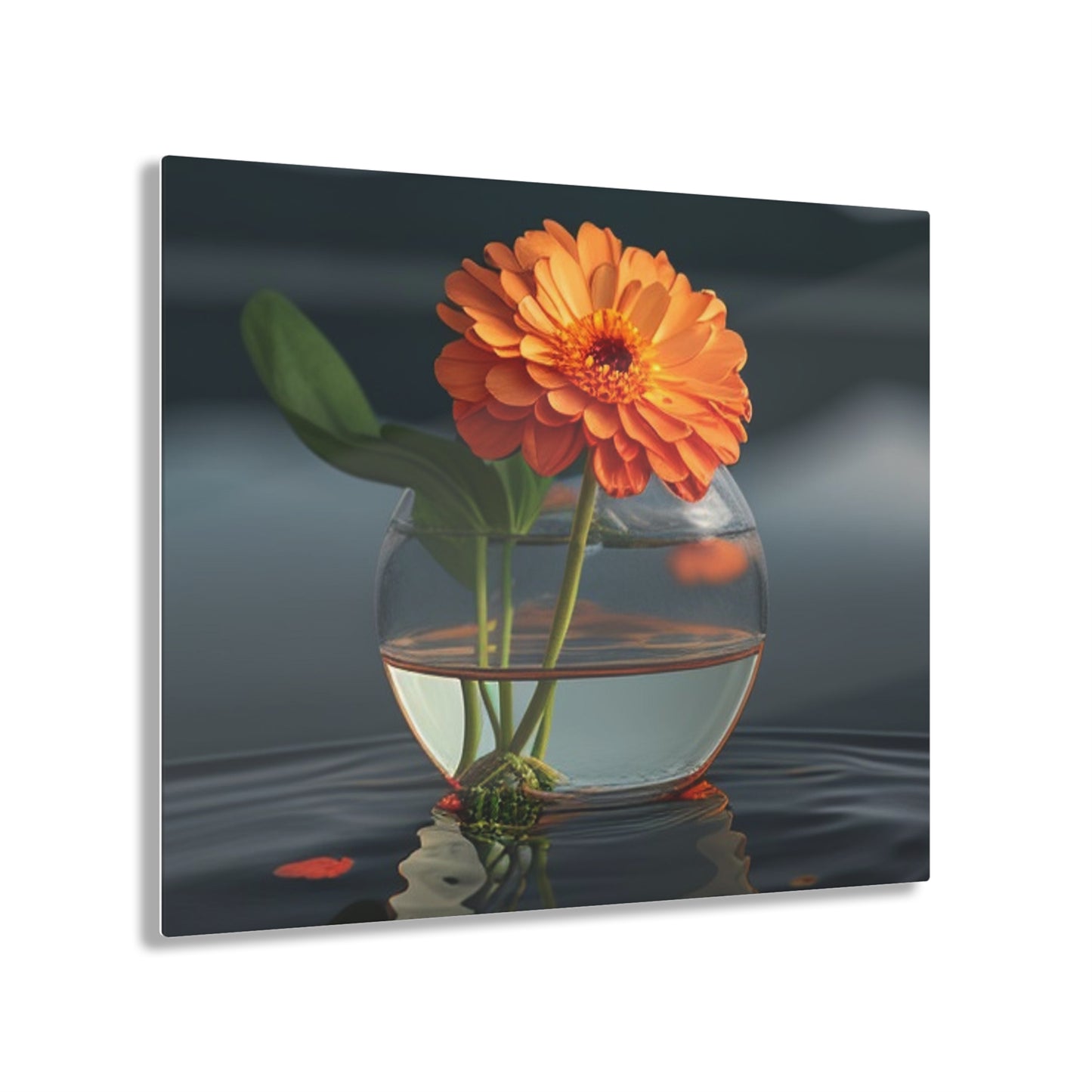 Acrylic Prints Orange Zinnia 2