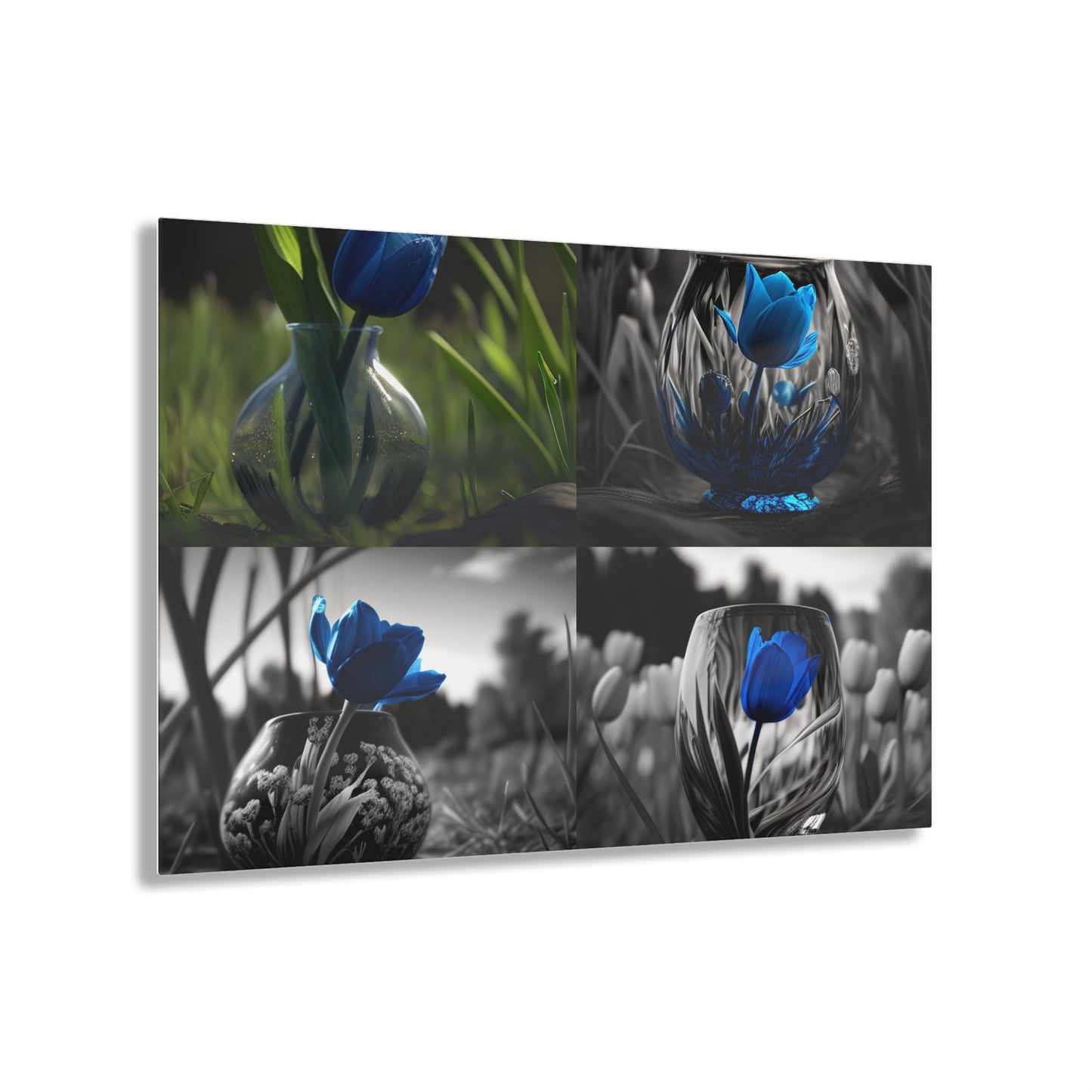 Acrylic Prints Tulip 5