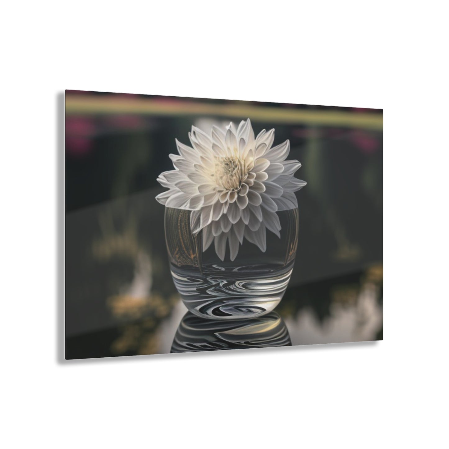 Acrylic Prints White Dahlia 2