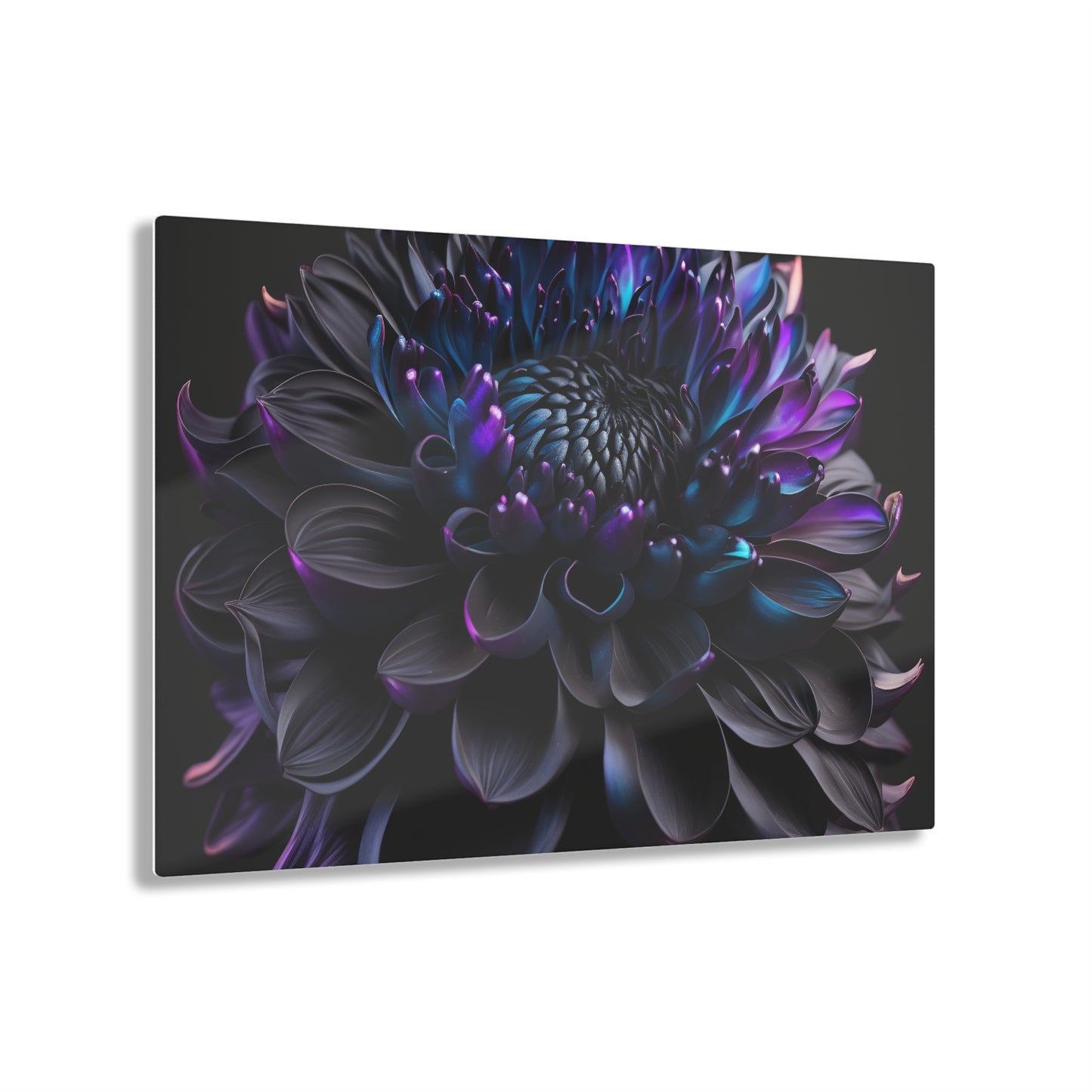 Acrylic Prints Dahlia Purple 2