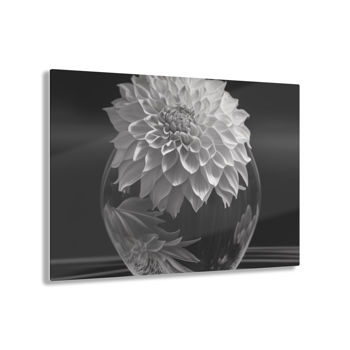 Acrylic Prints White Dahlia 1