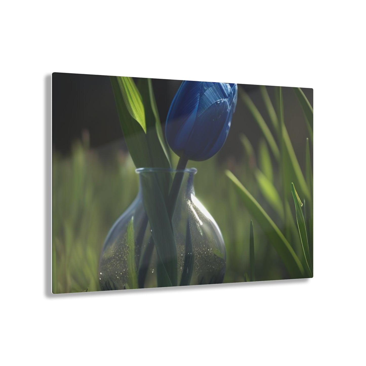 Acrylic Prints Tulip 1