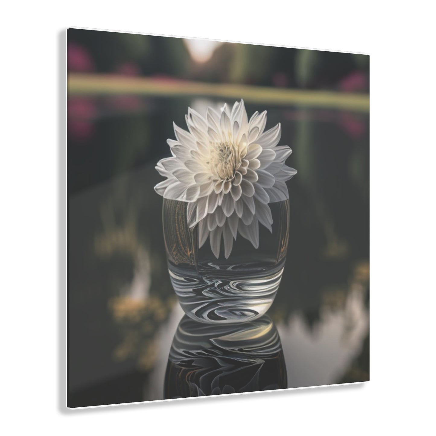 Acrylic Prints White Dahlia 2