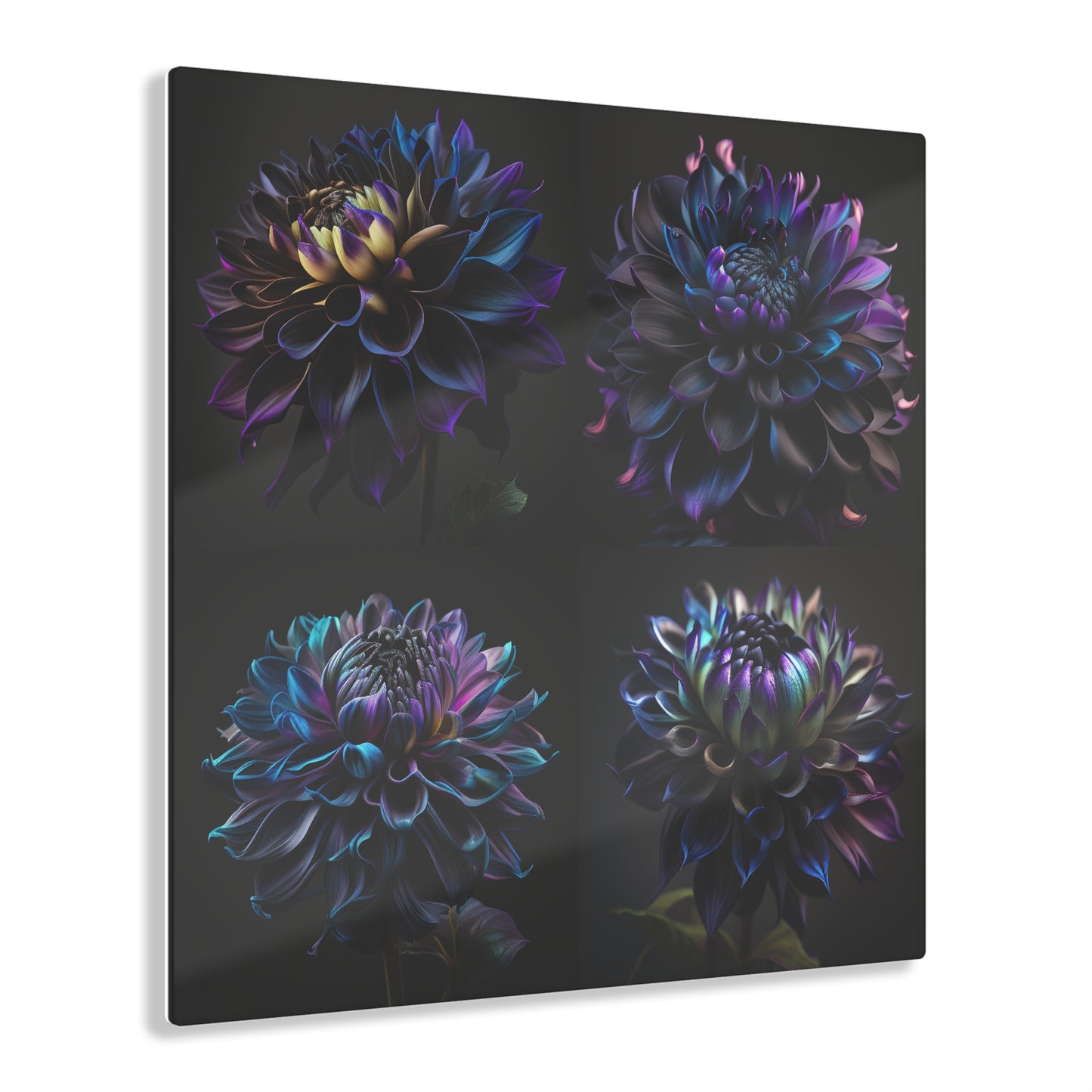 Acrylic Prints Dahlia Purple 5