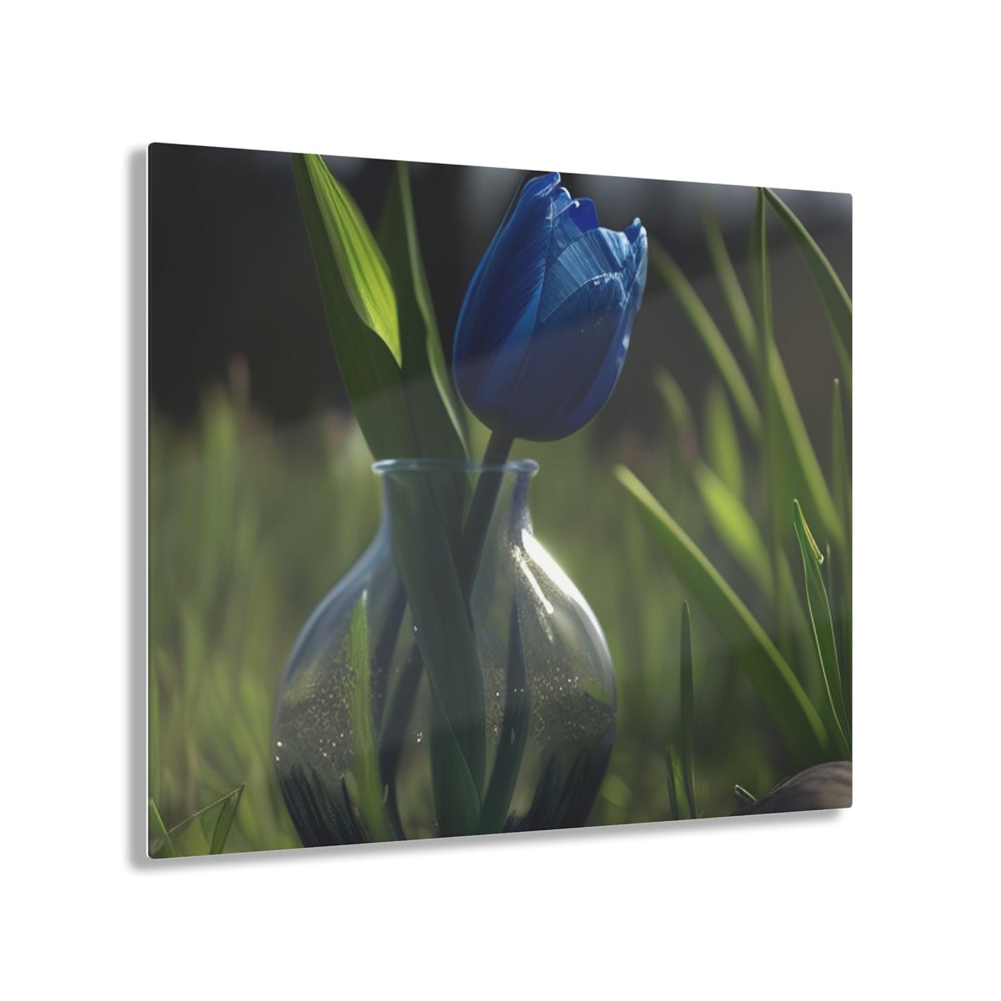 Acrylic Prints Tulip 1