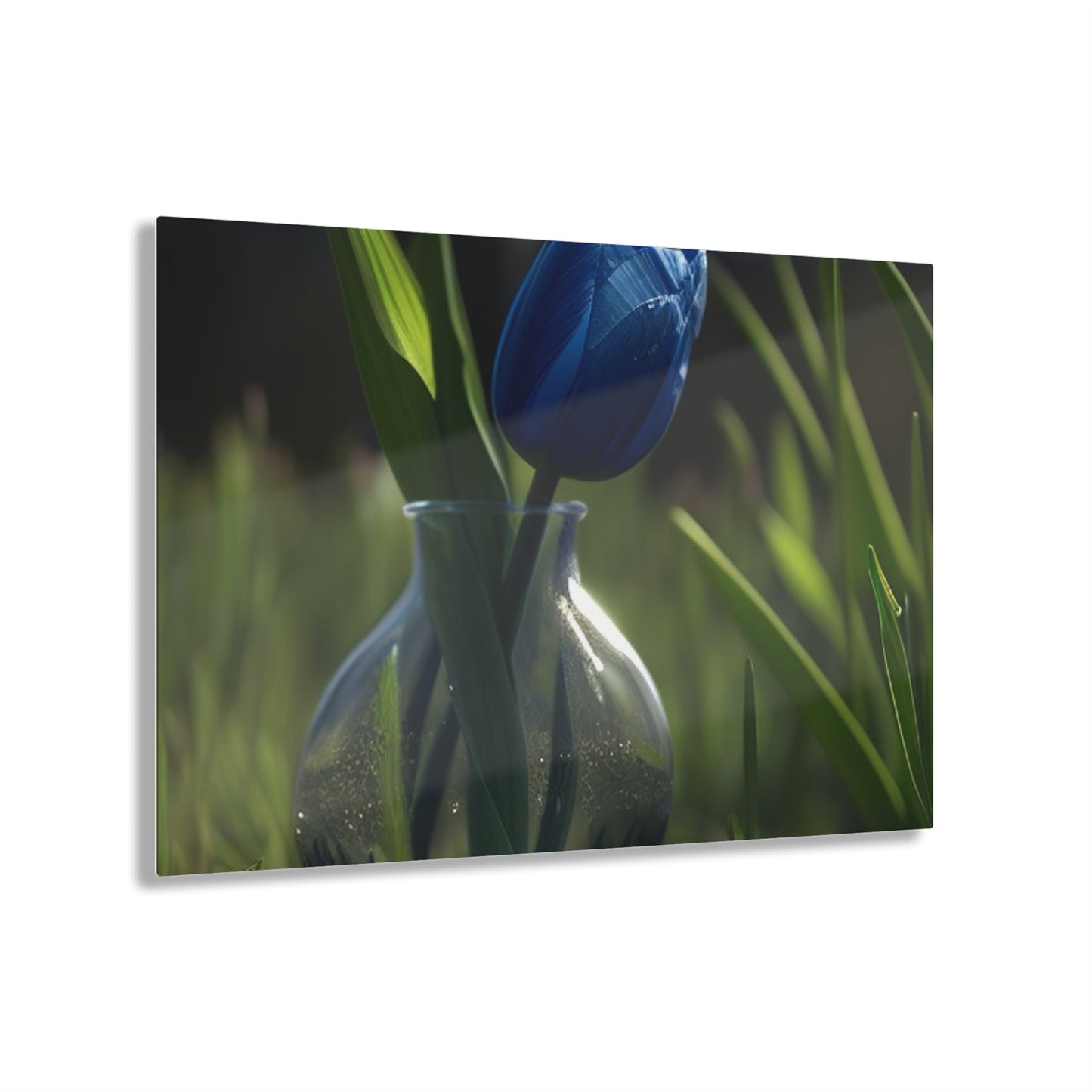 Acrylic Prints Tulip 1